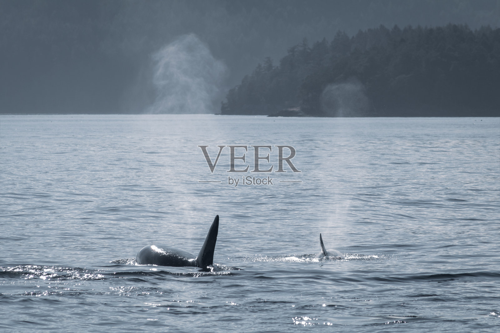 温哥华岛附近的虎鲸照片摄影图片