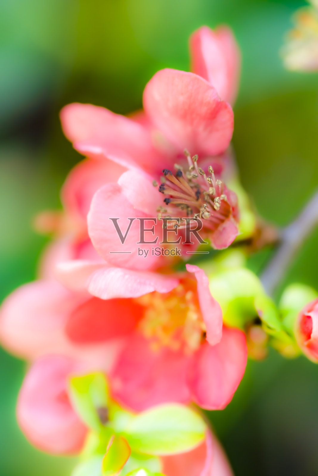 贴梗海棠的花朵照片摄影图片