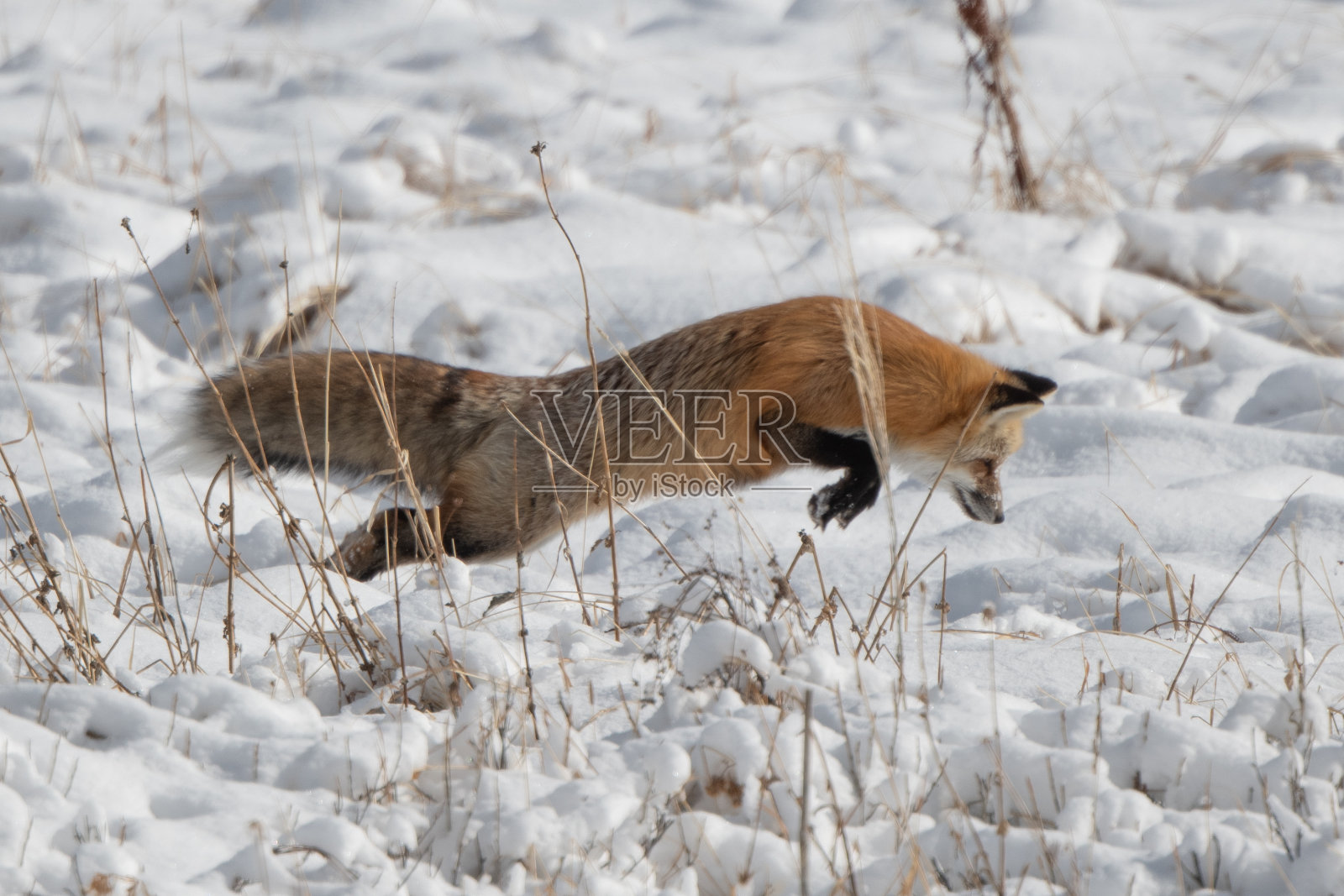红狐在雪下为老鼠或田鼠跳来跳去照片摄影图片