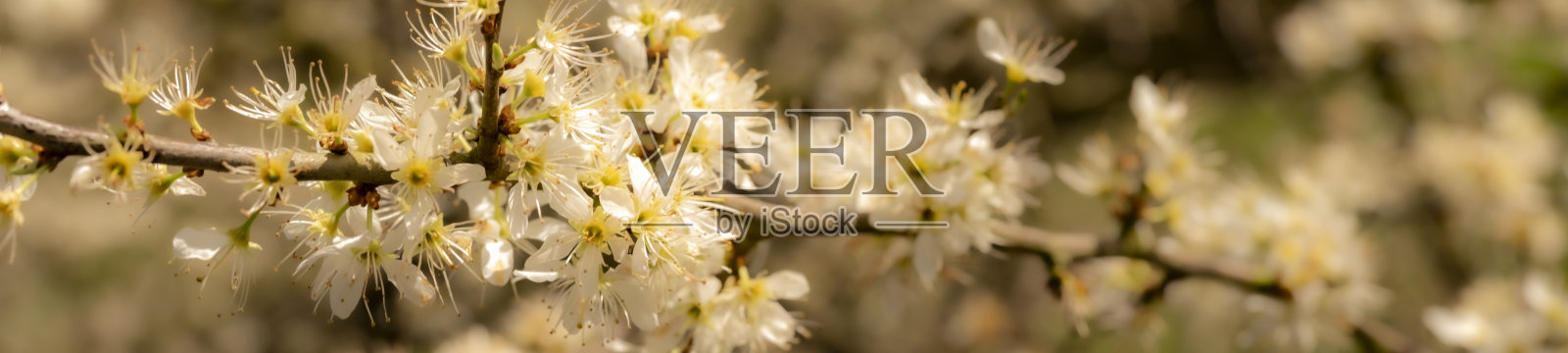 精致的樱花照片摄影图片