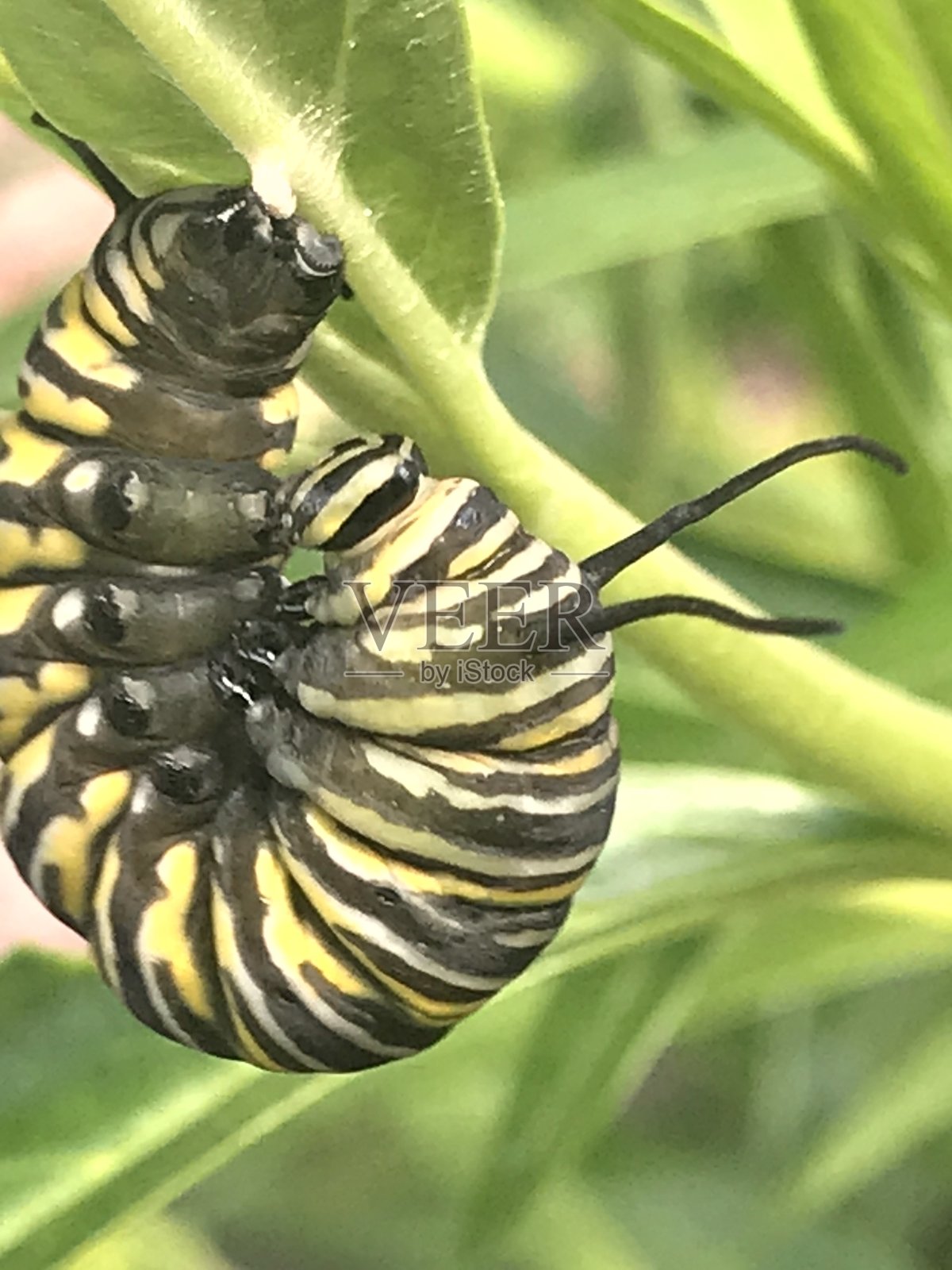 黑脉金斑蝶卡特彼勒照片摄影图片
