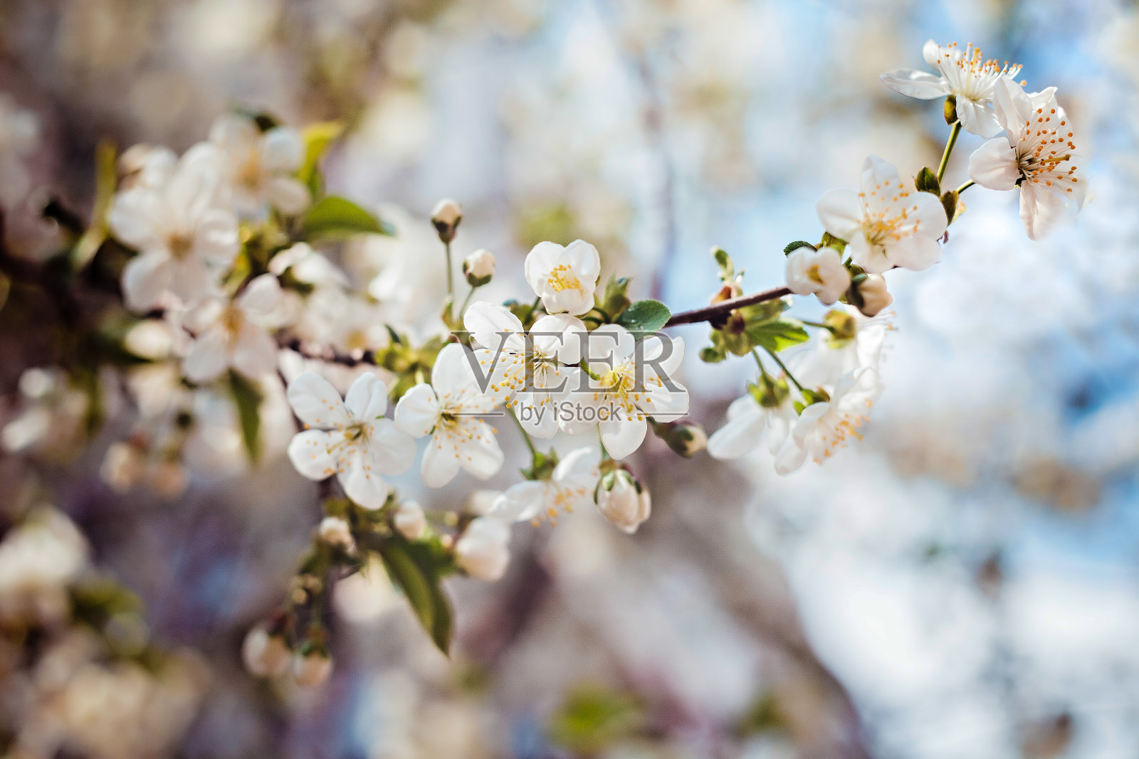 美丽的苹果树枝与太阳。春天开花的苹果树。照片摄影图片