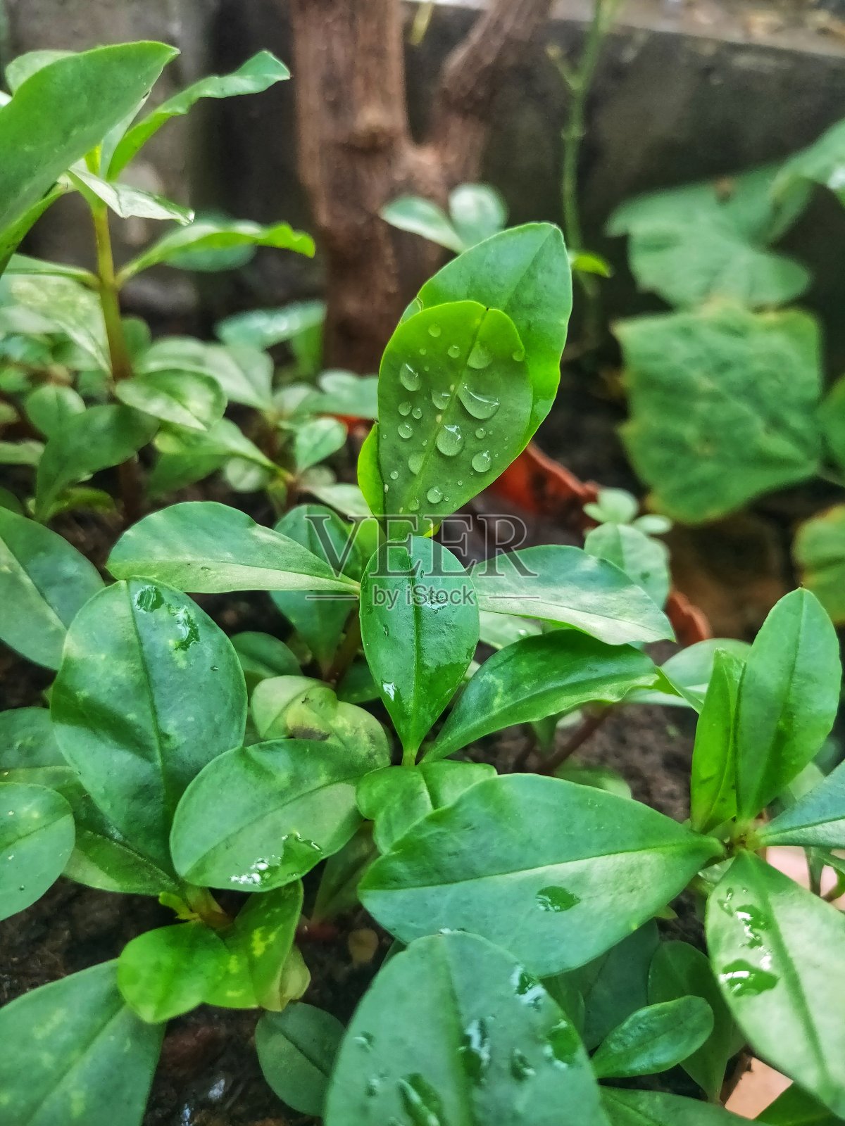 绿色植物照片摄影图片