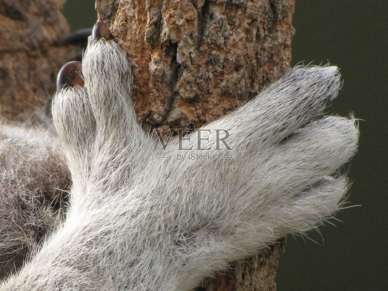 考拉的爪子，靠近点。照片摄影图片
