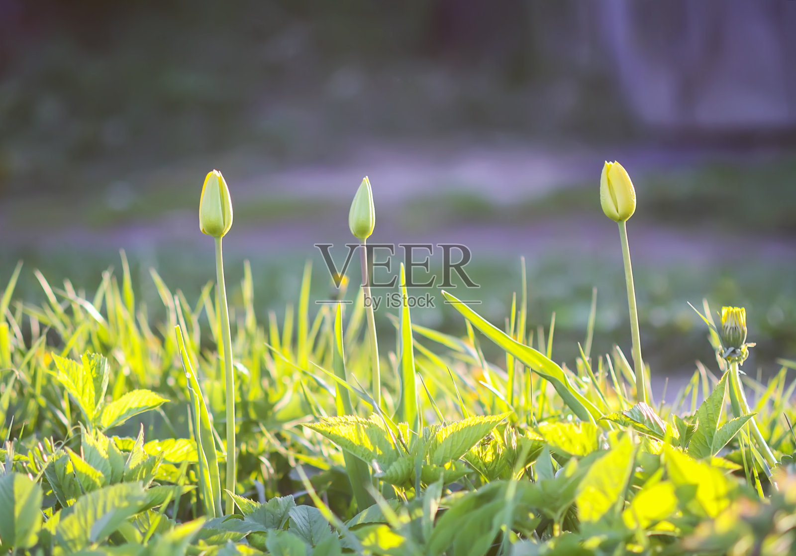 美丽的春天郁金香花生长在花园里照片摄影图片