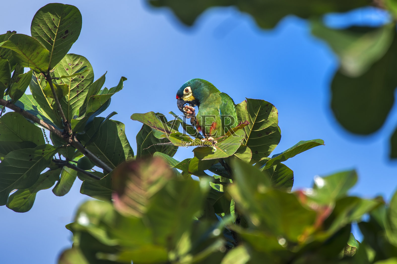 在圣埃斯皮里图的布拉拉马拍摄的蓝色翅膀金刚鹦鹉。照片摄影图片