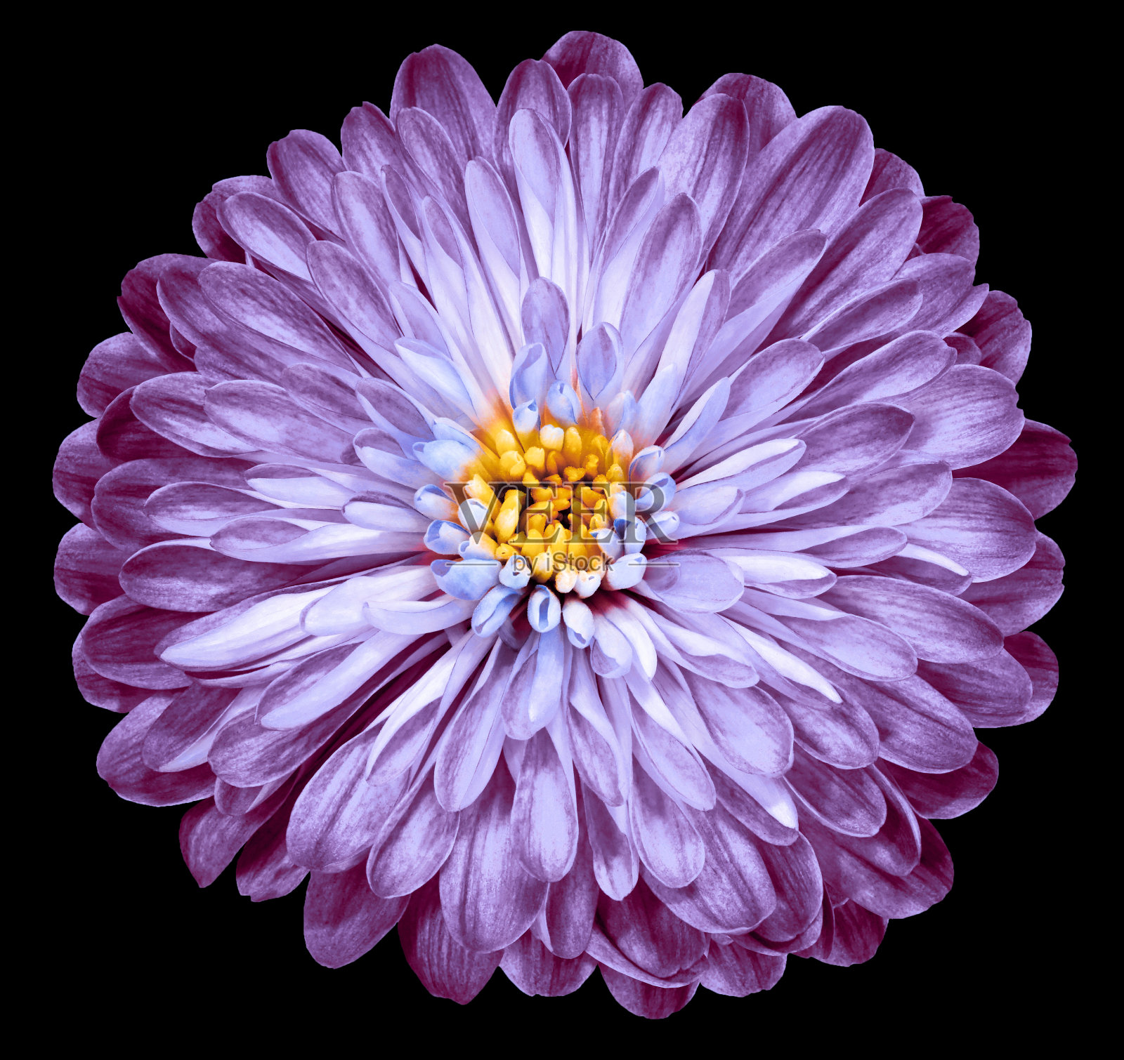 紫色的菊花，花园的花孤立的黑白背景上。特写镜头。大自然。照片摄影图片