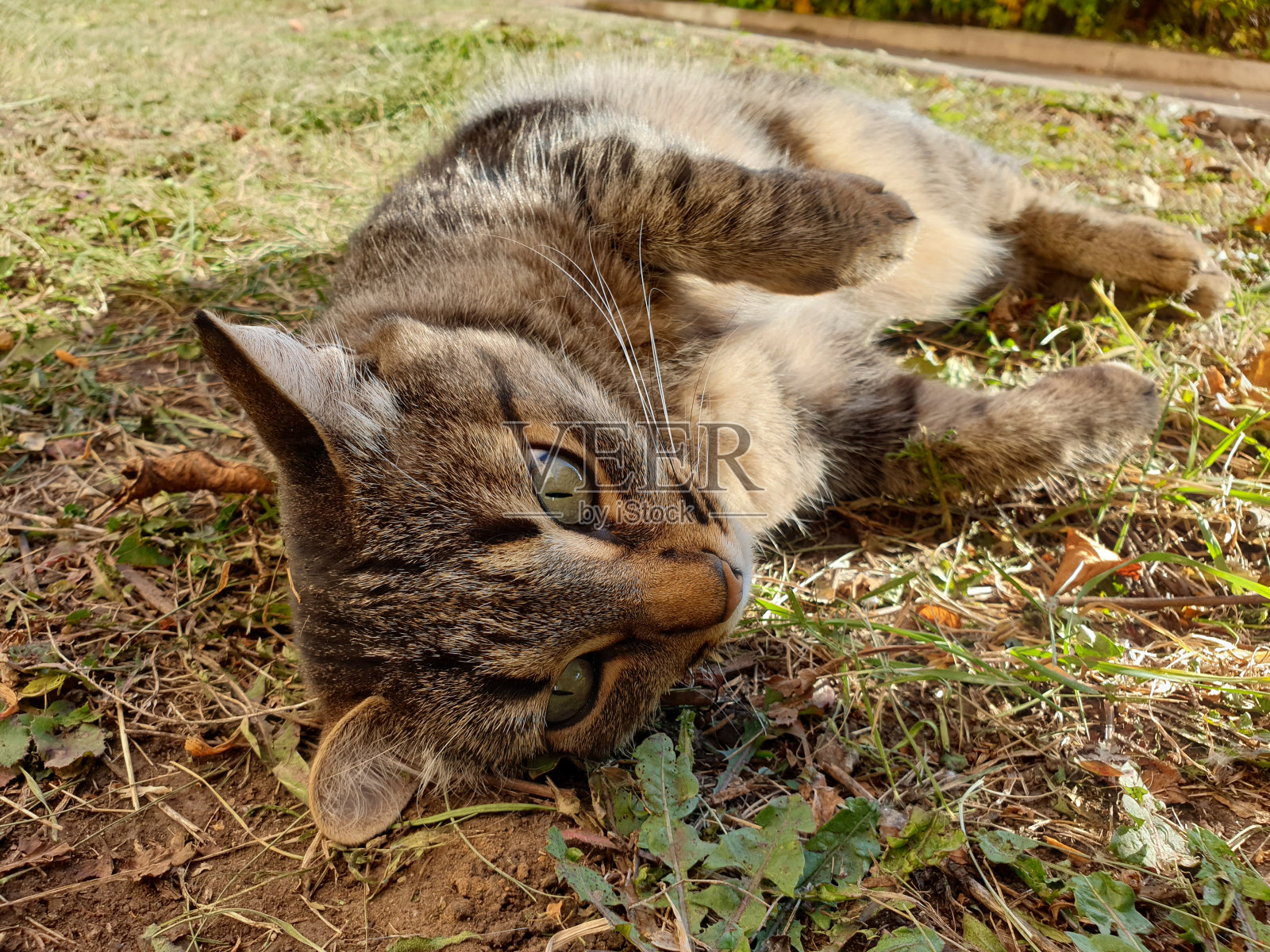 在一个阳光明媚的日子里，一只流浪的虎斑猫躺在草地上照片摄影图片