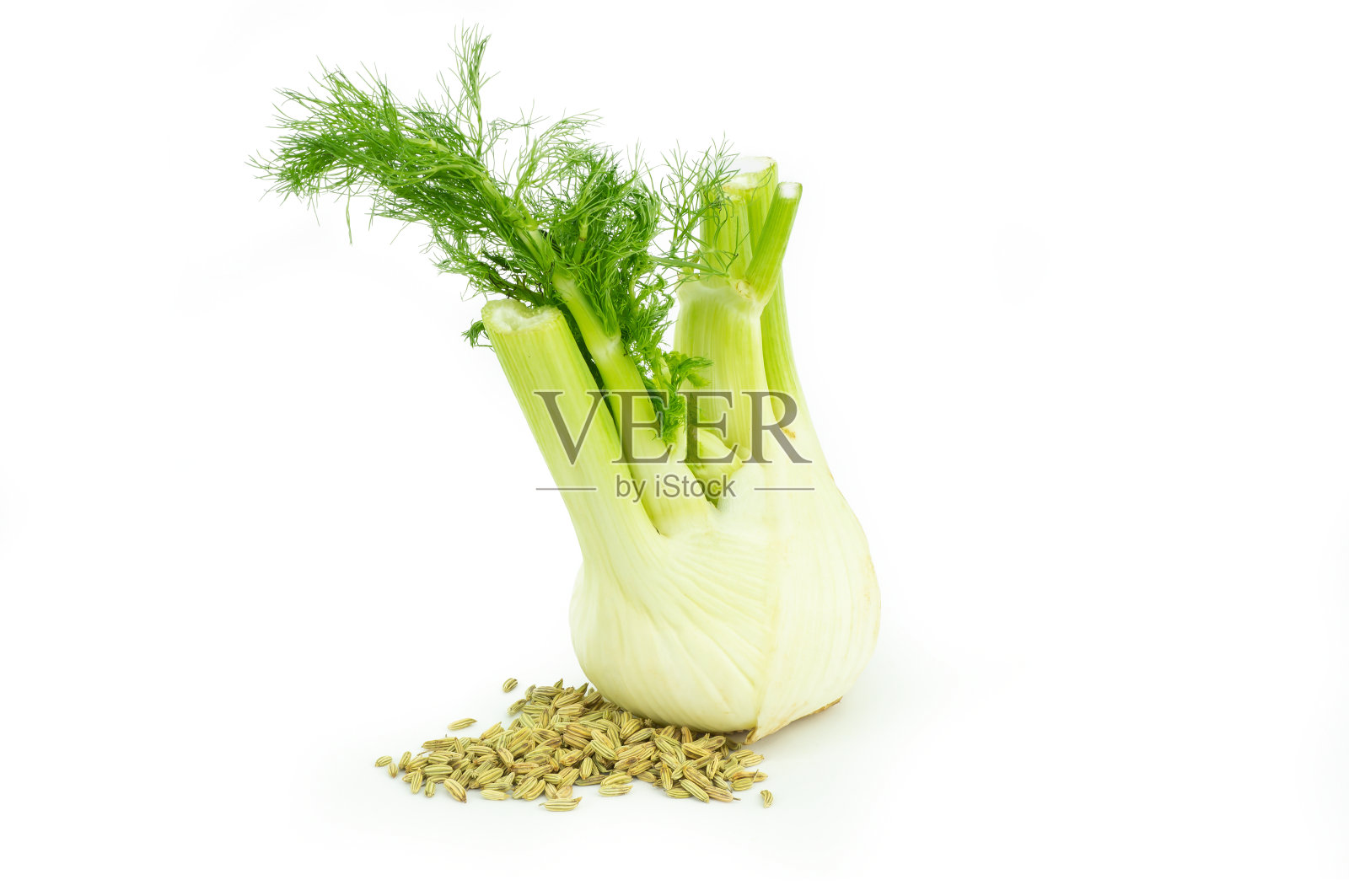 接近新鲜的茴香球茎和干燥的茴香种子孤立在白色背景(小茴香)照片摄影图片