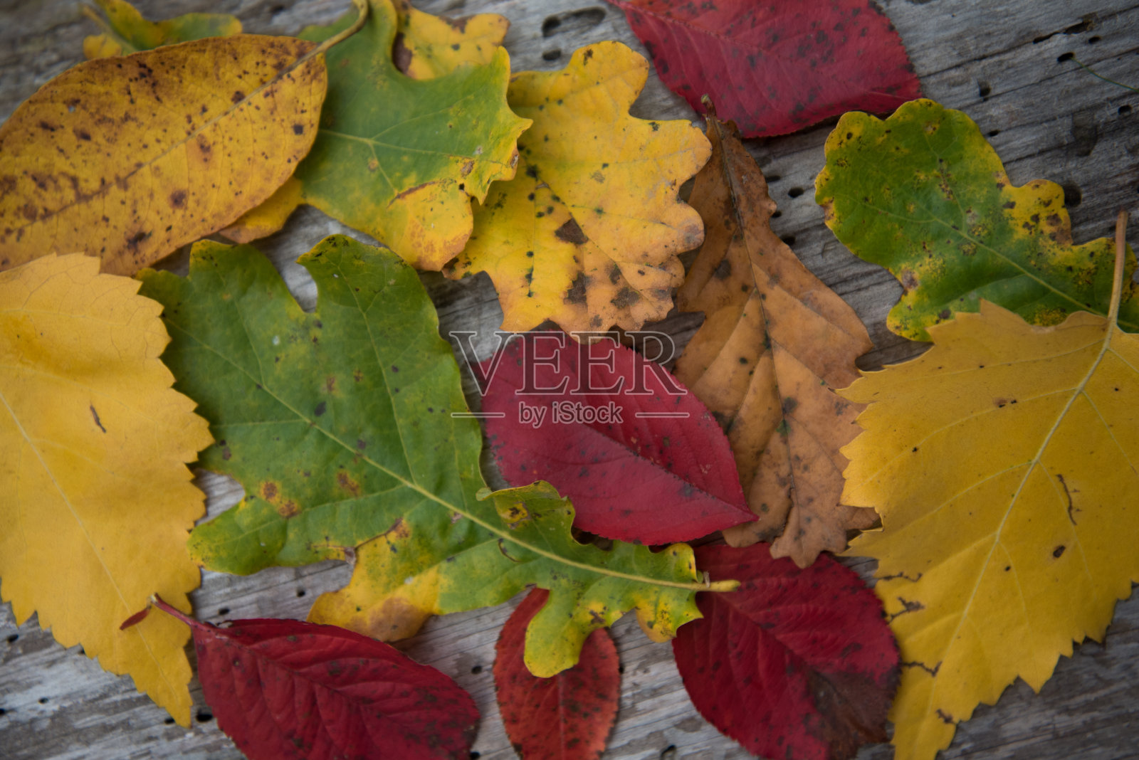 各种各样的秋叶。来自不同树木的叶子。不同颜色的叶子照片摄影图片