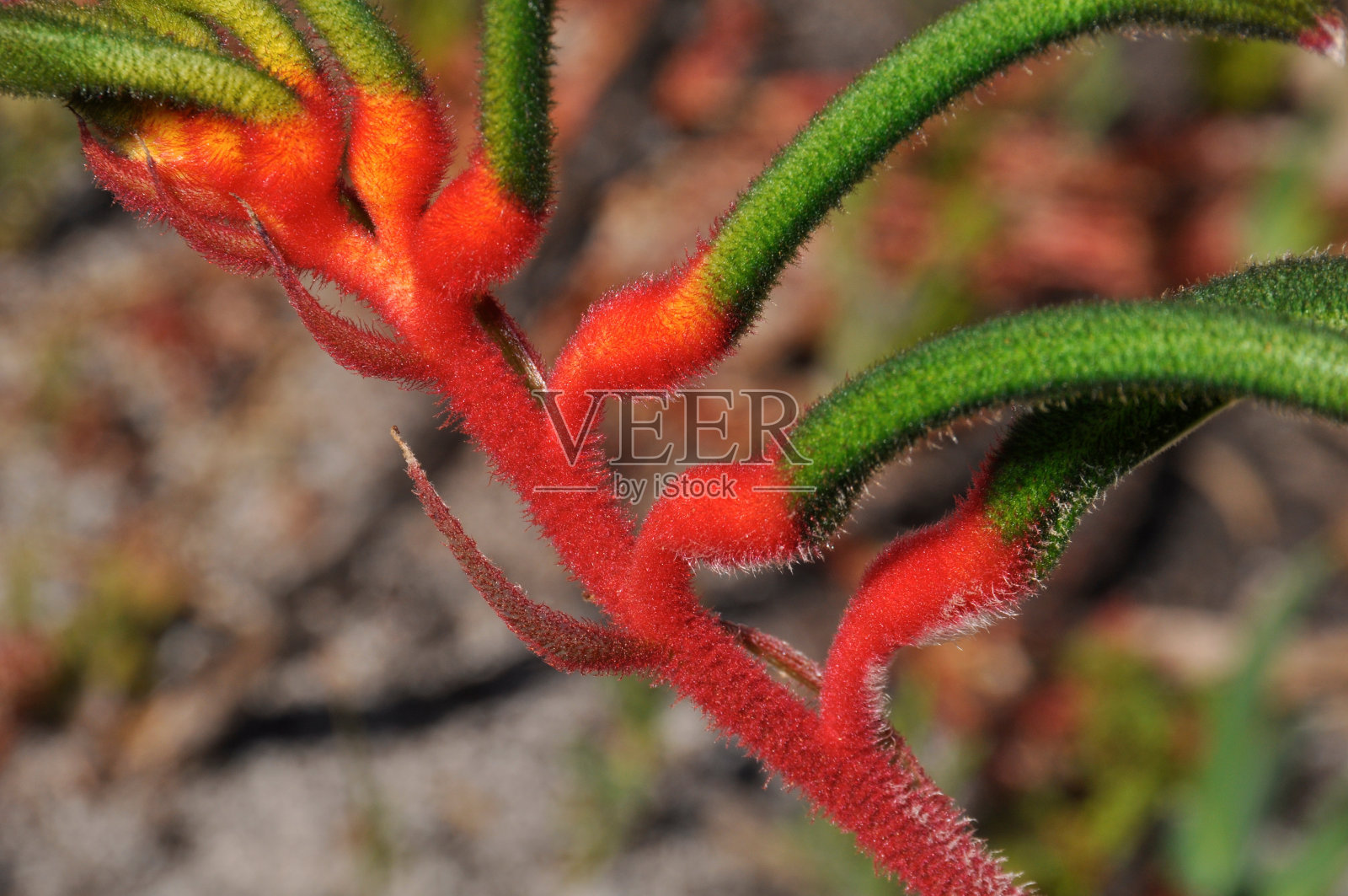 袋鼠爪引人注目的花照片摄影图片