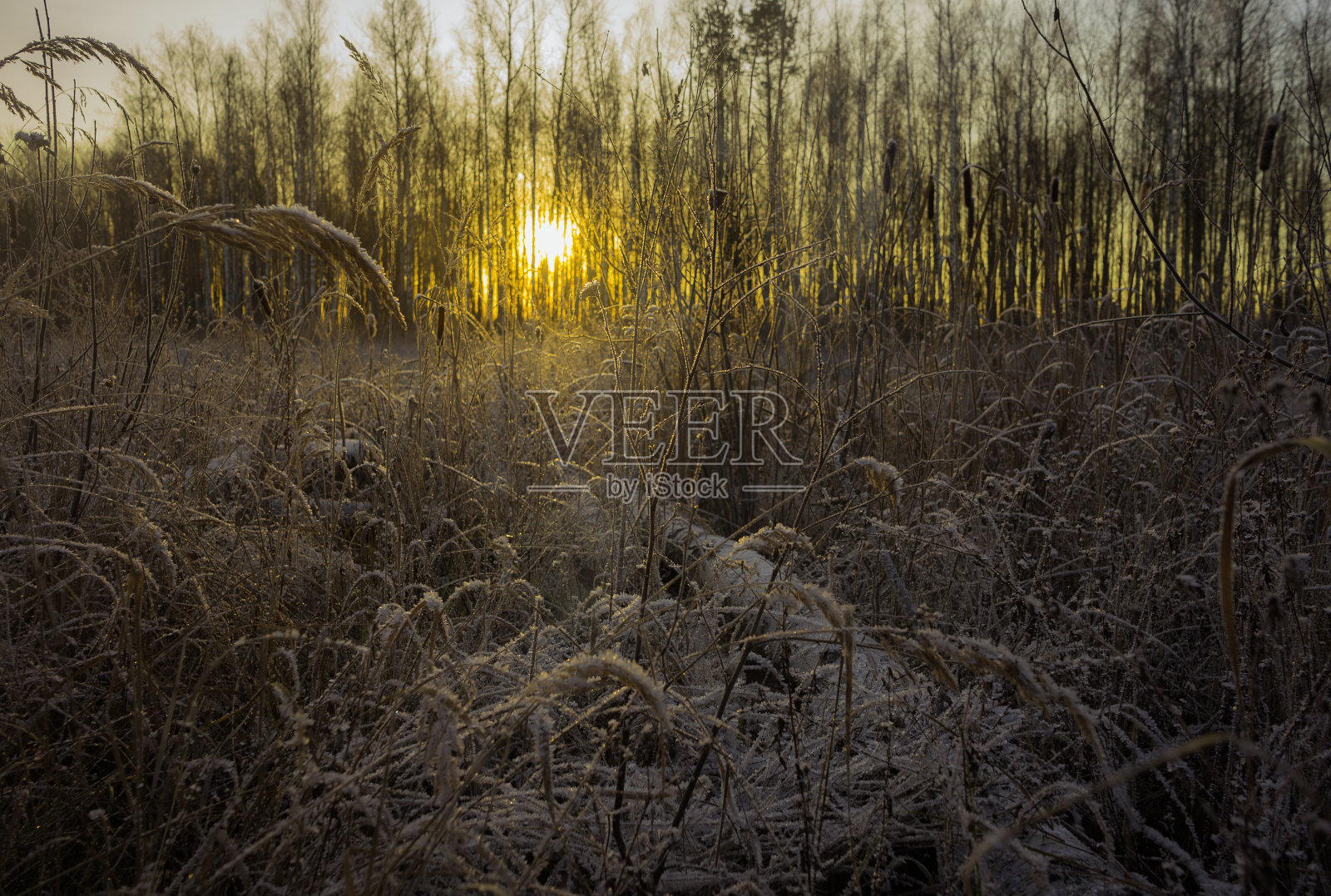 冬天照片摄影图片