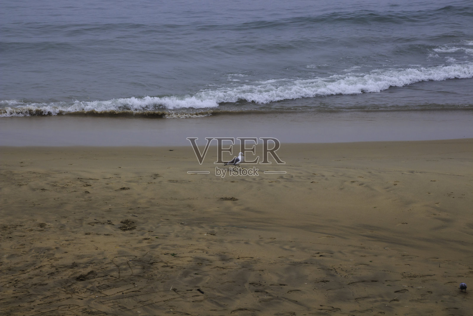 海滩上一只孤零零的海鸥照片摄影图片