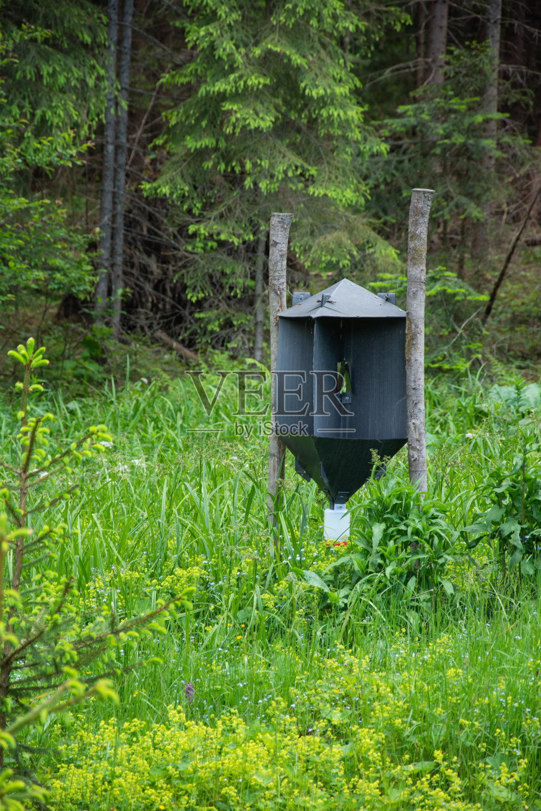 山脉，Bistrita, Romaniaape，户外，公园，花园，背景，自然，绿色照片摄影图片