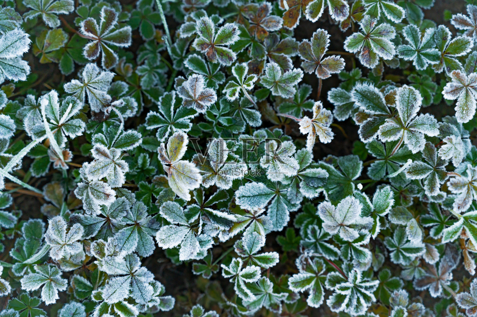 公园里冰冻的树枝，在雪的背景下盛开着红色的花朵。照片摄影图片