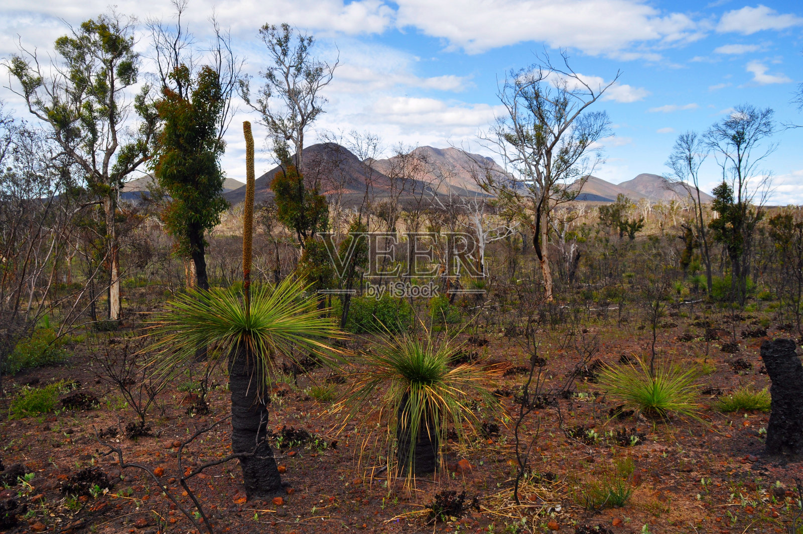 夏季丛林火灾后斯特林山脉的再生照片摄影图片