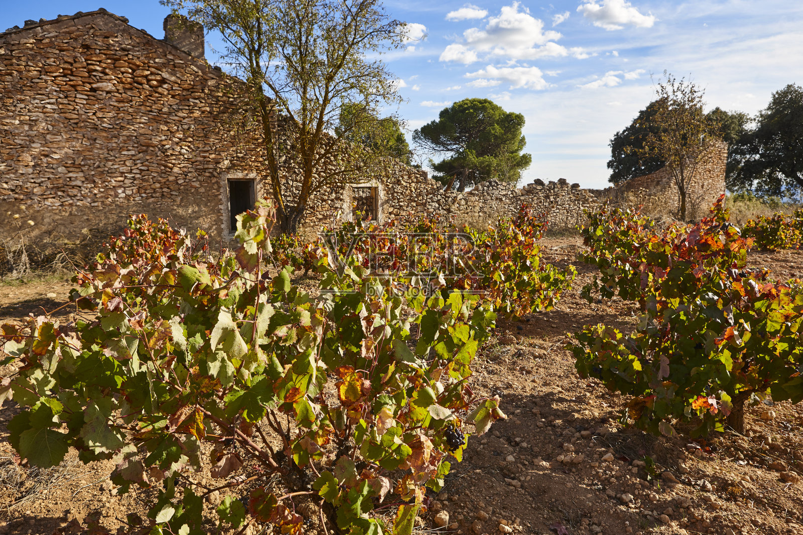 在乌提尔Requena的葡萄园种植园。收获时间。西班牙葡萄栽培照片摄影图片