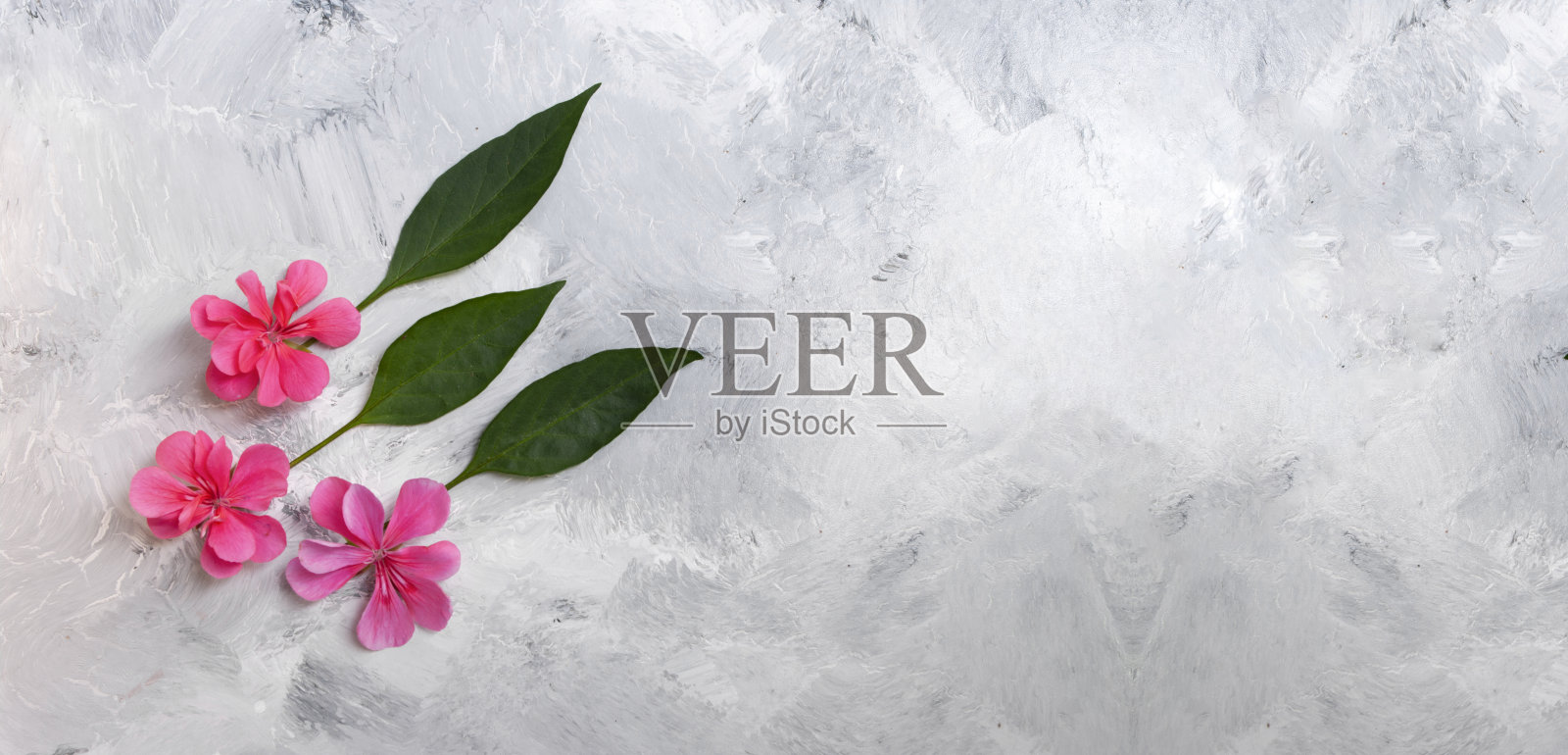 花横幅为网站，粉红色的花和绿色的叶子。为文本复制空间。植物,灰色背景。照片摄影图片