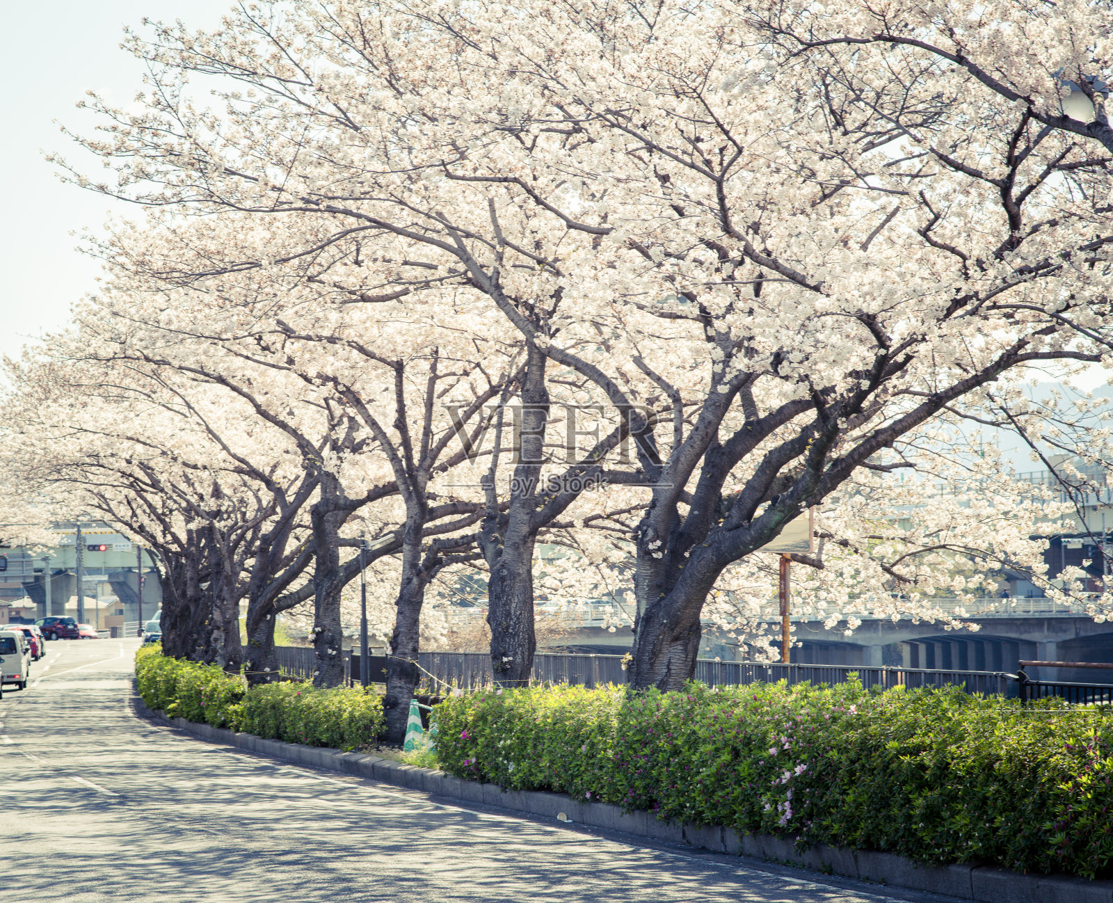 樱花照片摄影图片