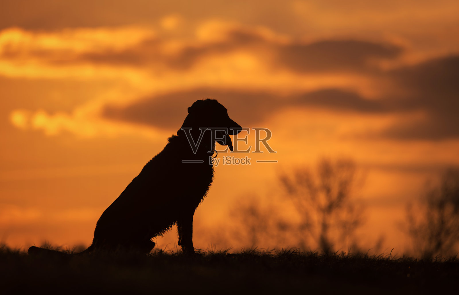 日落时的狗狗肖像照片摄影图片