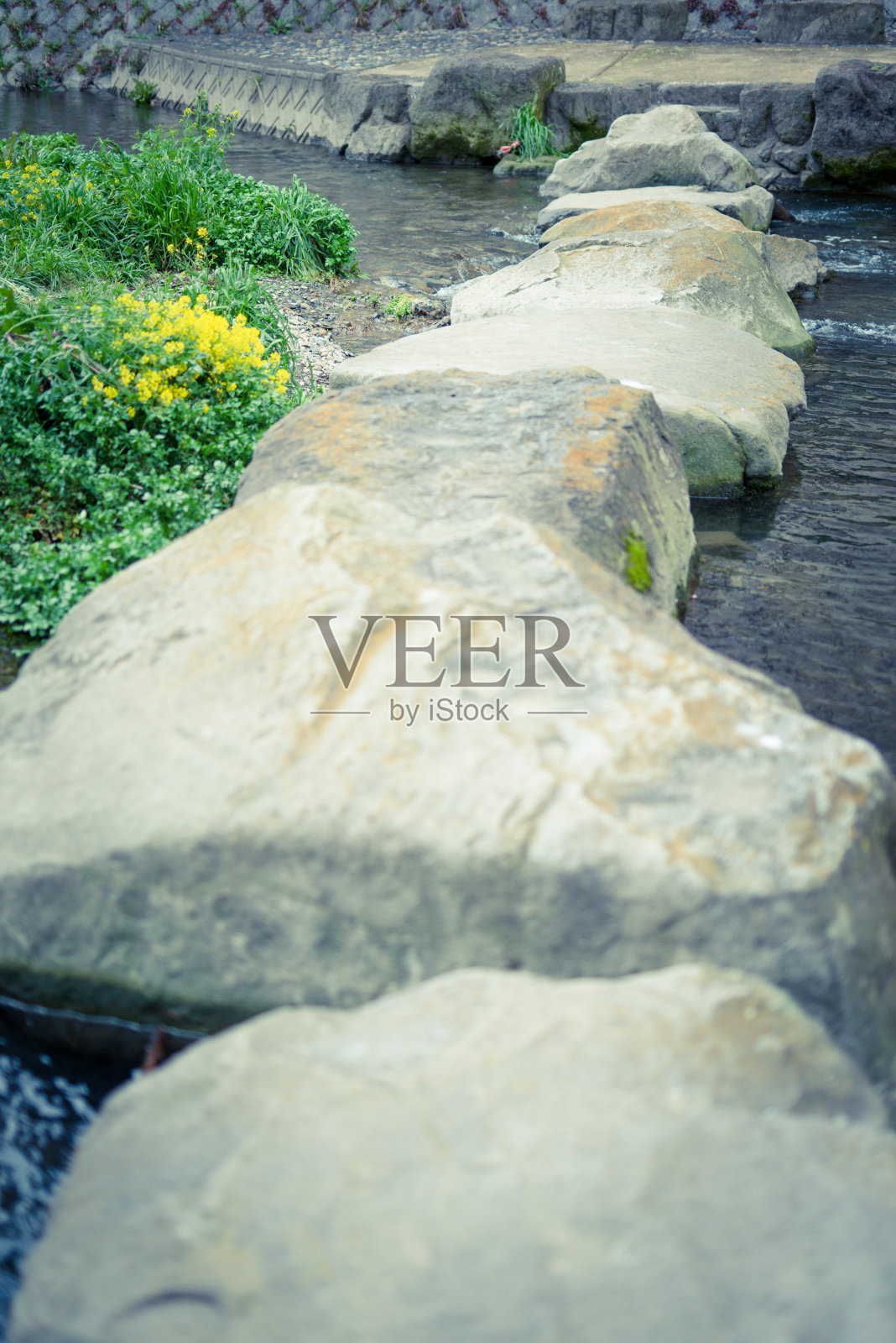 樱花照片摄影图片