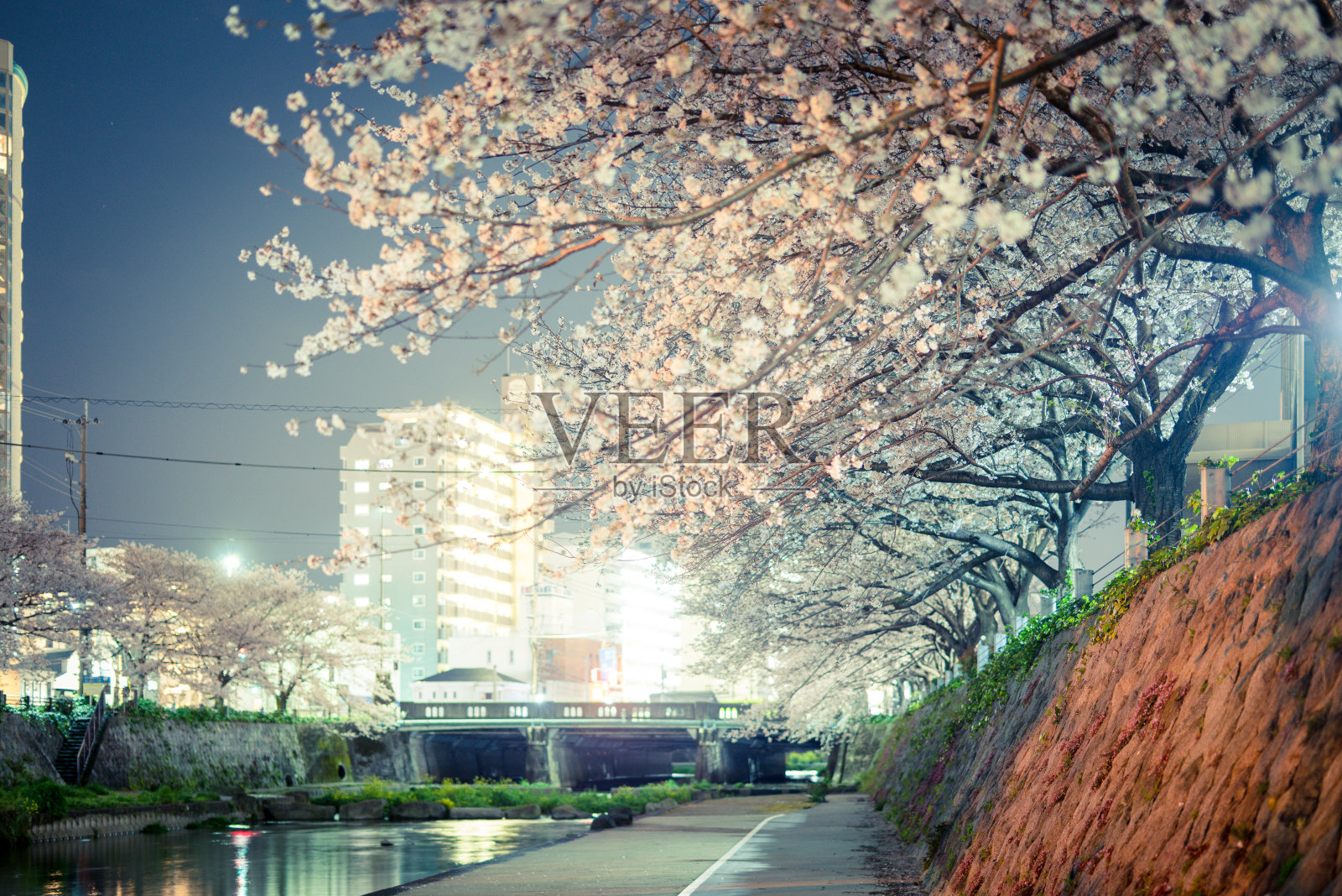 樱花照片摄影图片