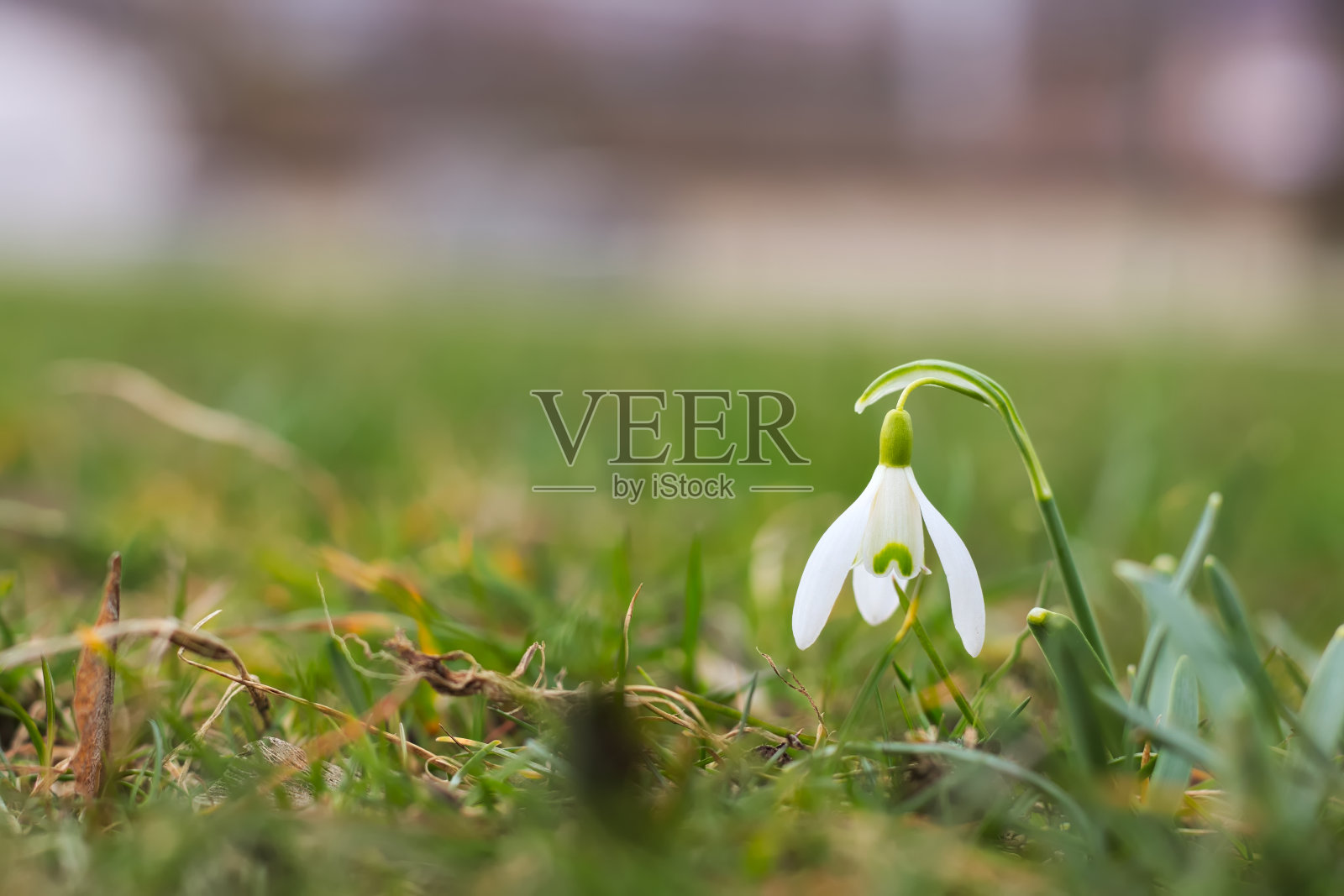 绿草里的一朵雪花莲。照片摄影图片