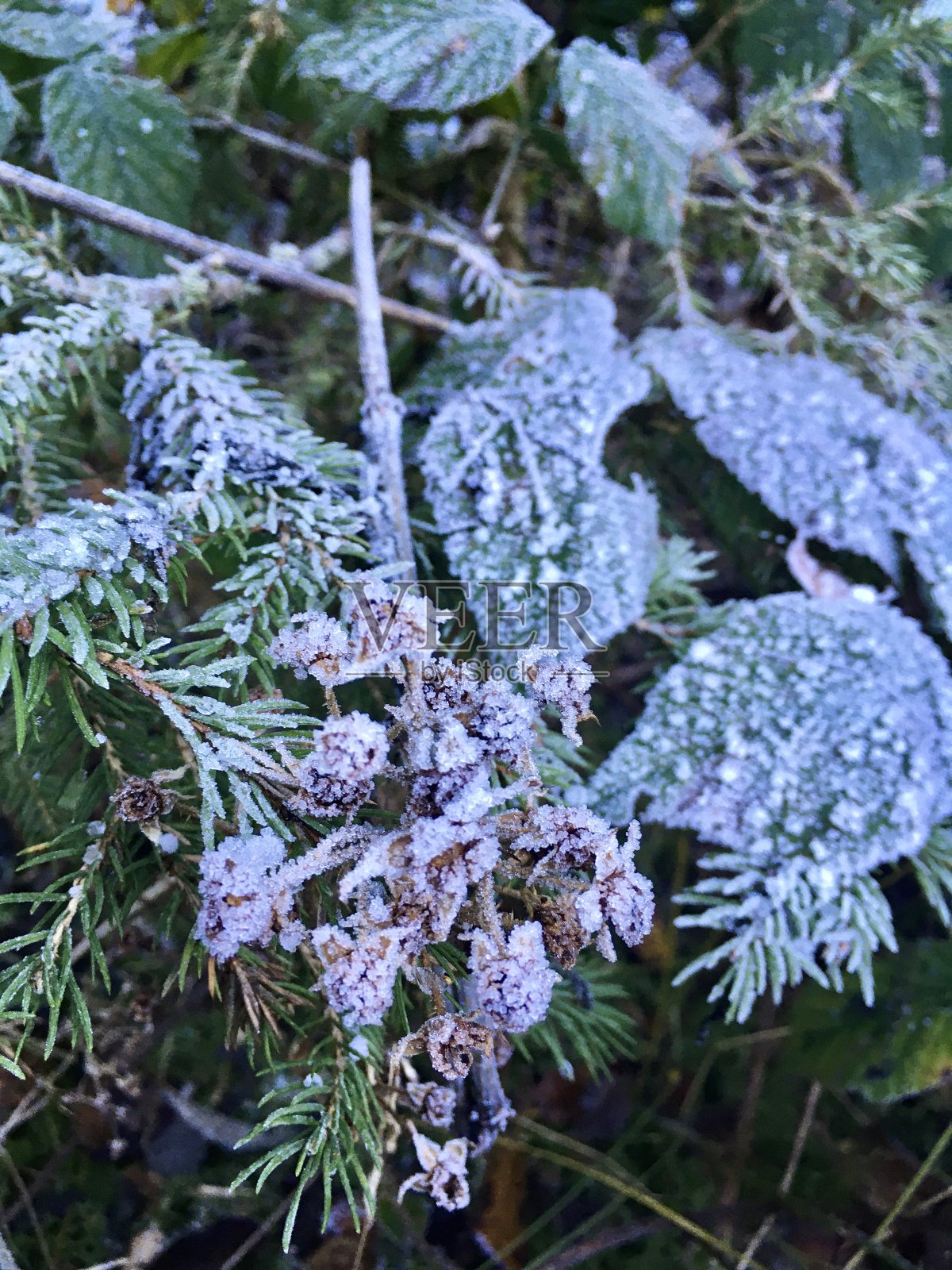 巴伐利亚的初冬和第一次霜冻照片摄影图片