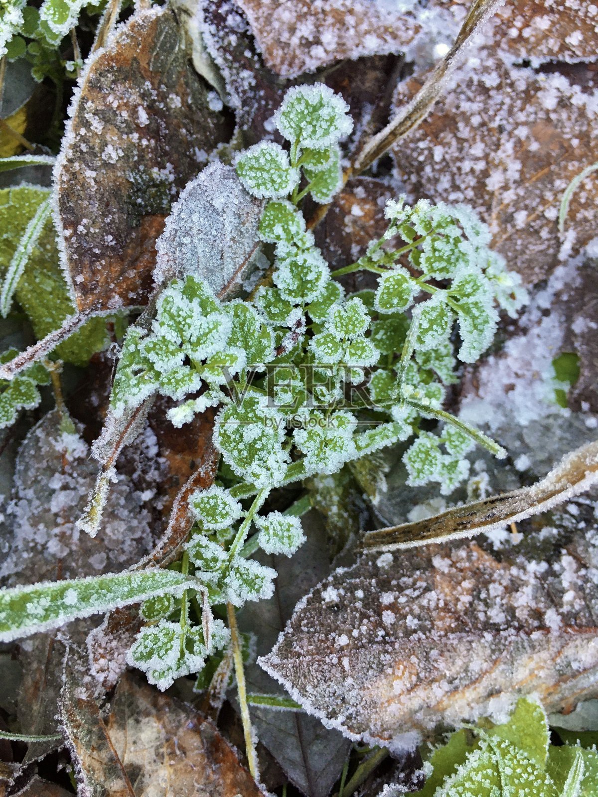 巴伐利亚的初冬和第一次霜冻照片摄影图片