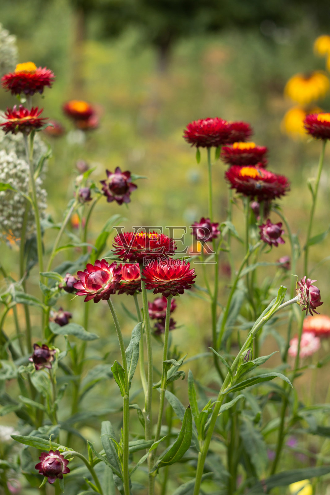 花园中生长着一丛红色的旱黄(Helichrysum bracteatum或Paper Flower)，夏天开出美丽鲜艳的花朵。园艺，草花栽培照片摄影图片