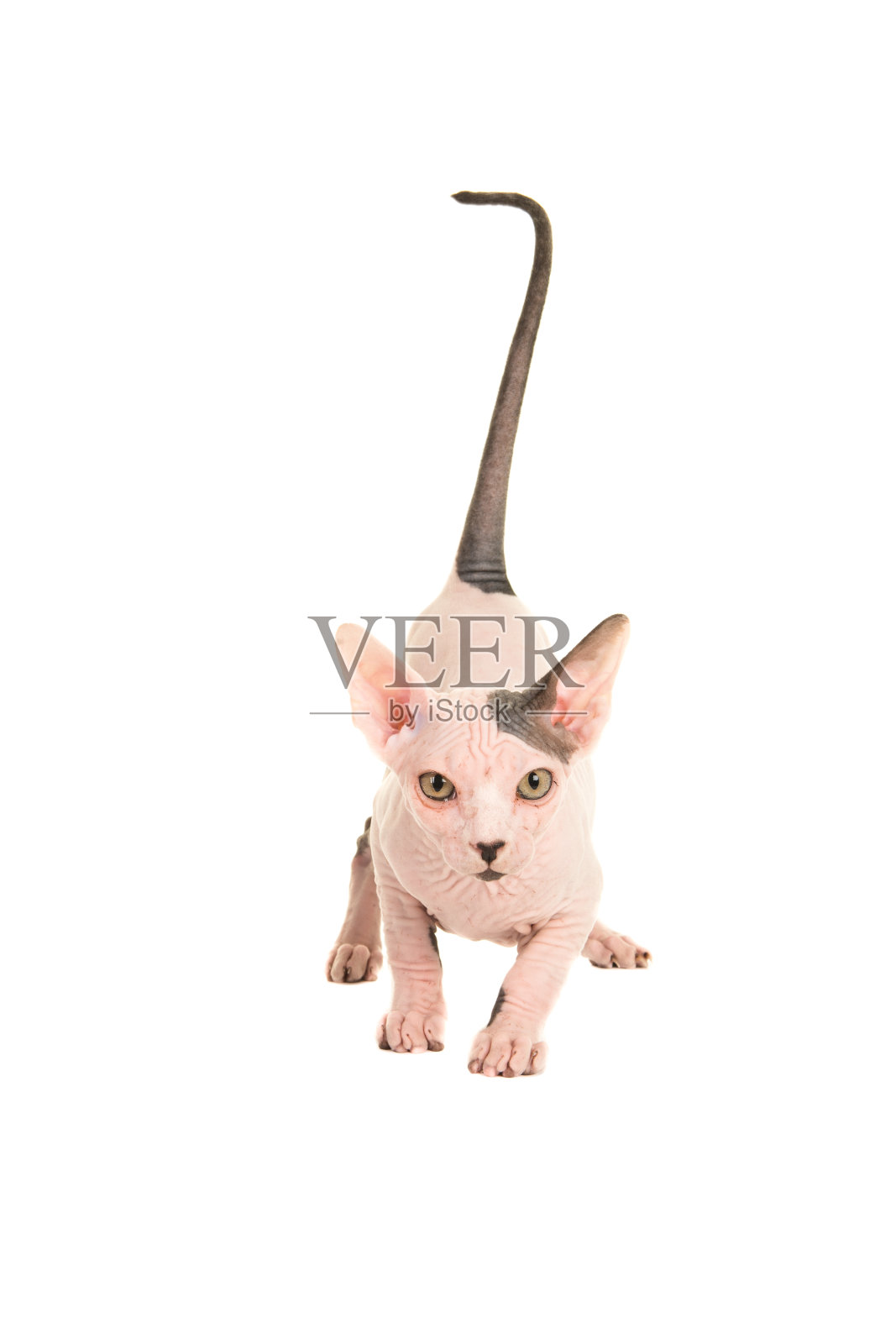 可爱的斯芬克斯小猫走向你与尾巴高举孤立在一个白色的背景照片摄影图片