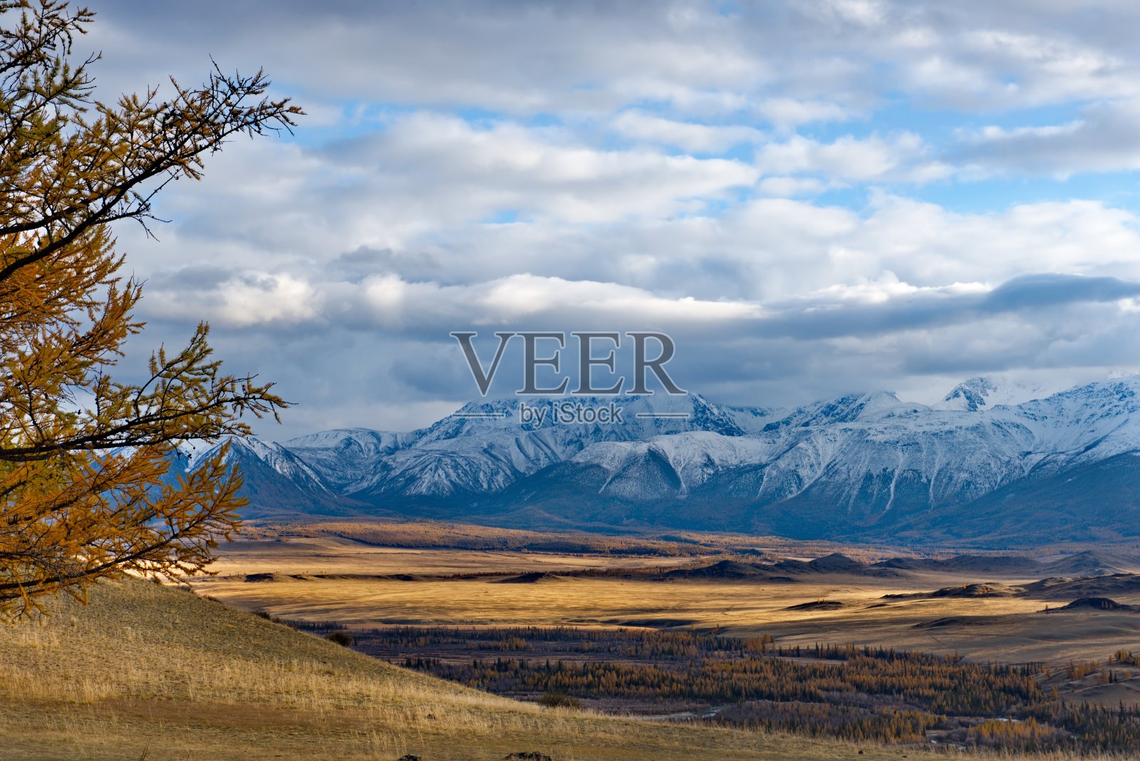雪山背景上孤独的落叶松照片摄影图片
