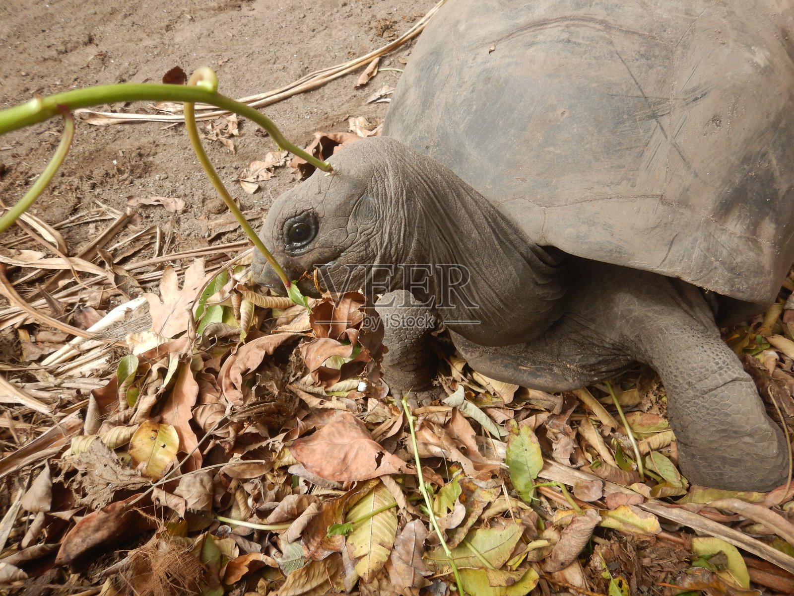 海龟塞舌尔照片摄影图片