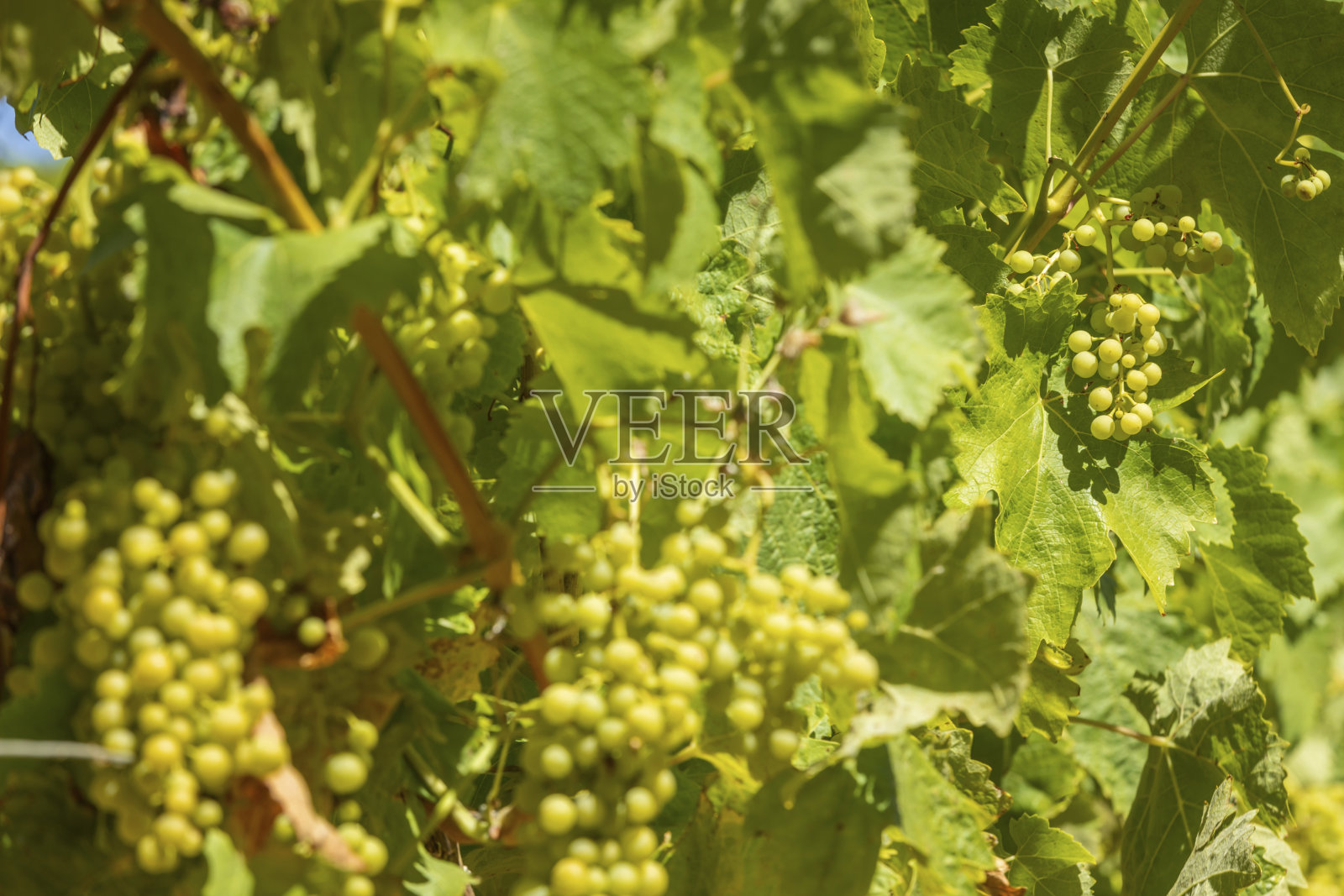 生长在科涅克市附近的法国夏朗特地区的葡萄照片摄影图片