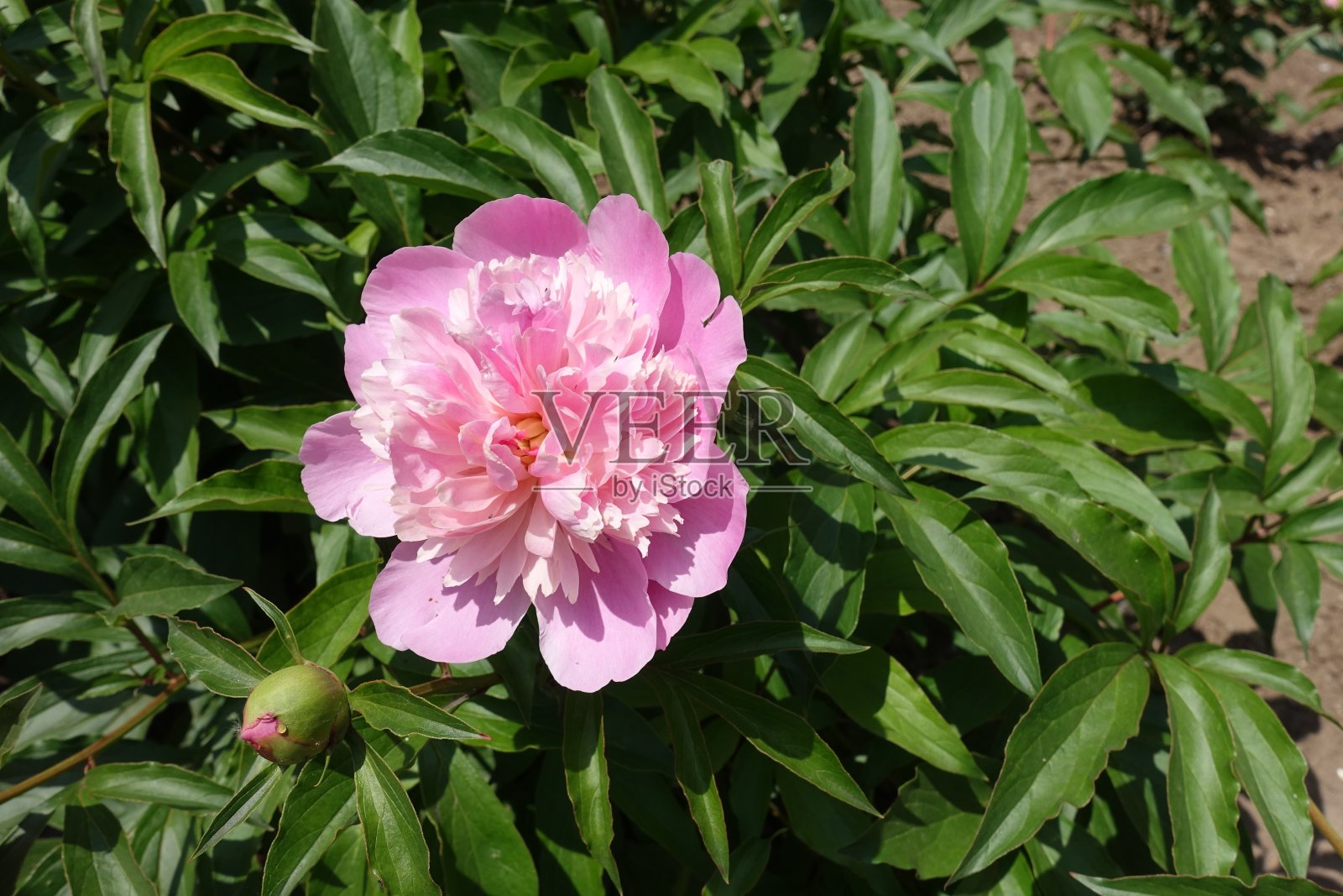 叶和一朵粉红色的花的普通牡丹在五月中旬照片摄影图片