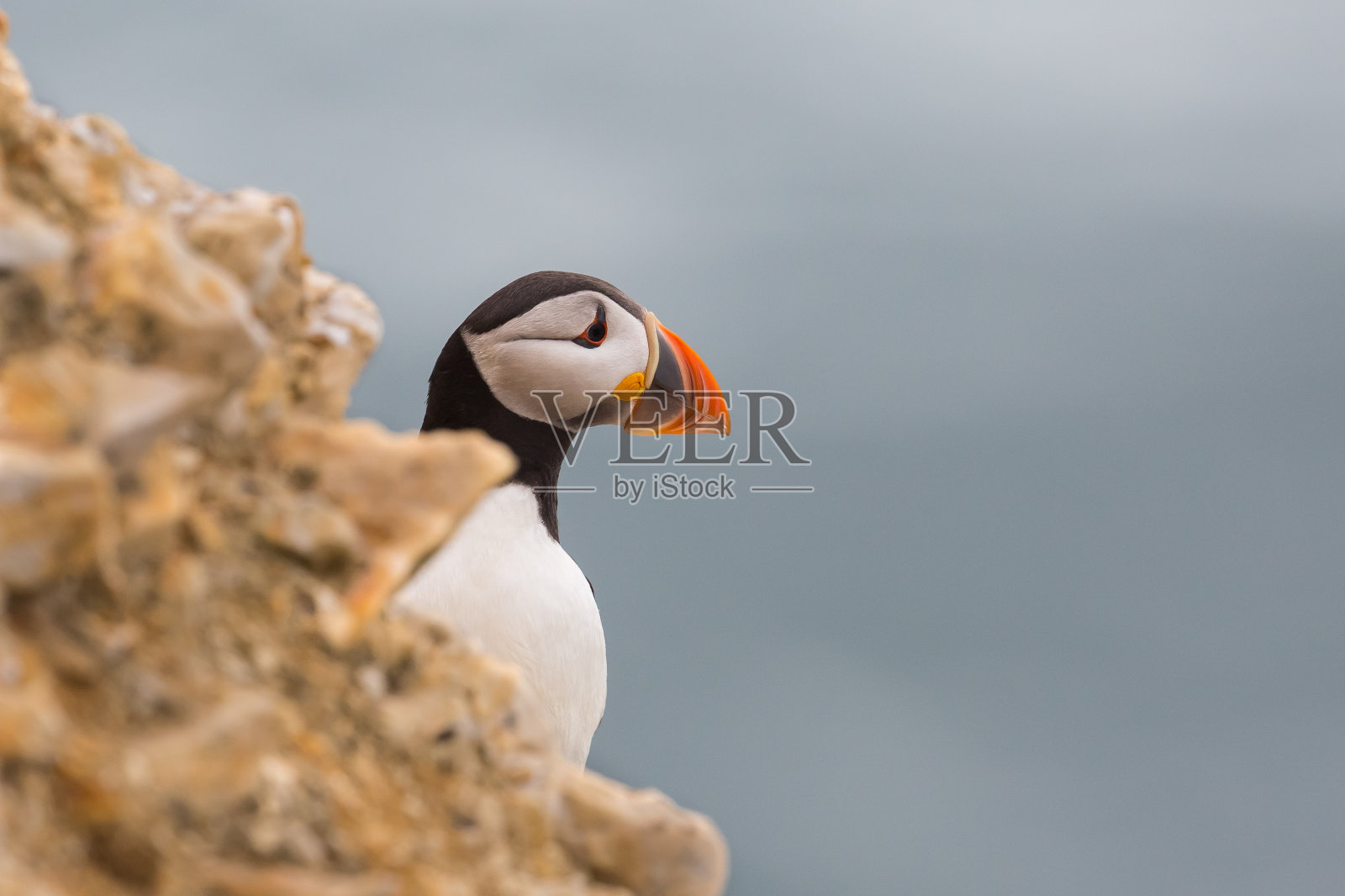 白垩崖上的大西洋海雀照片摄影图片