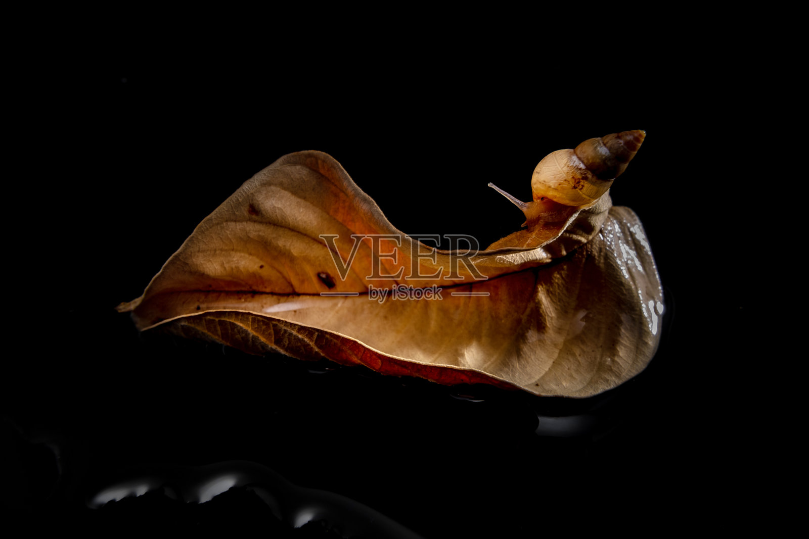 干叶子上的蜗牛。照片摄影图片