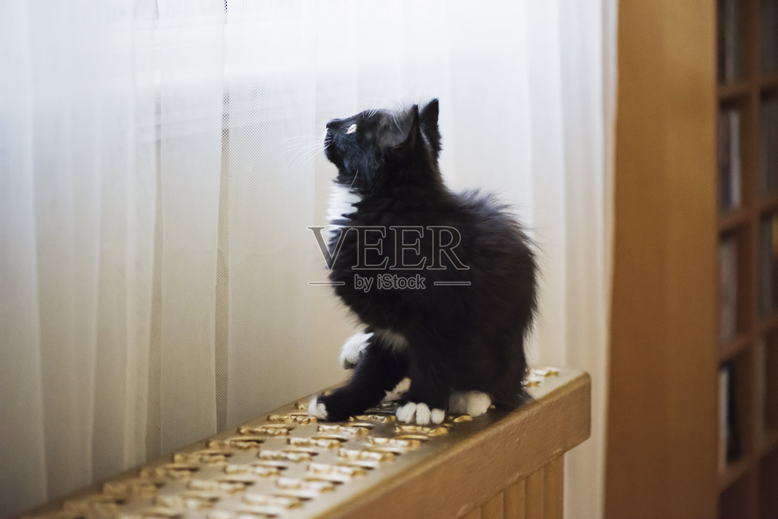 可爱的3个月小猫坐在温暖的散热器。照片摄影图片