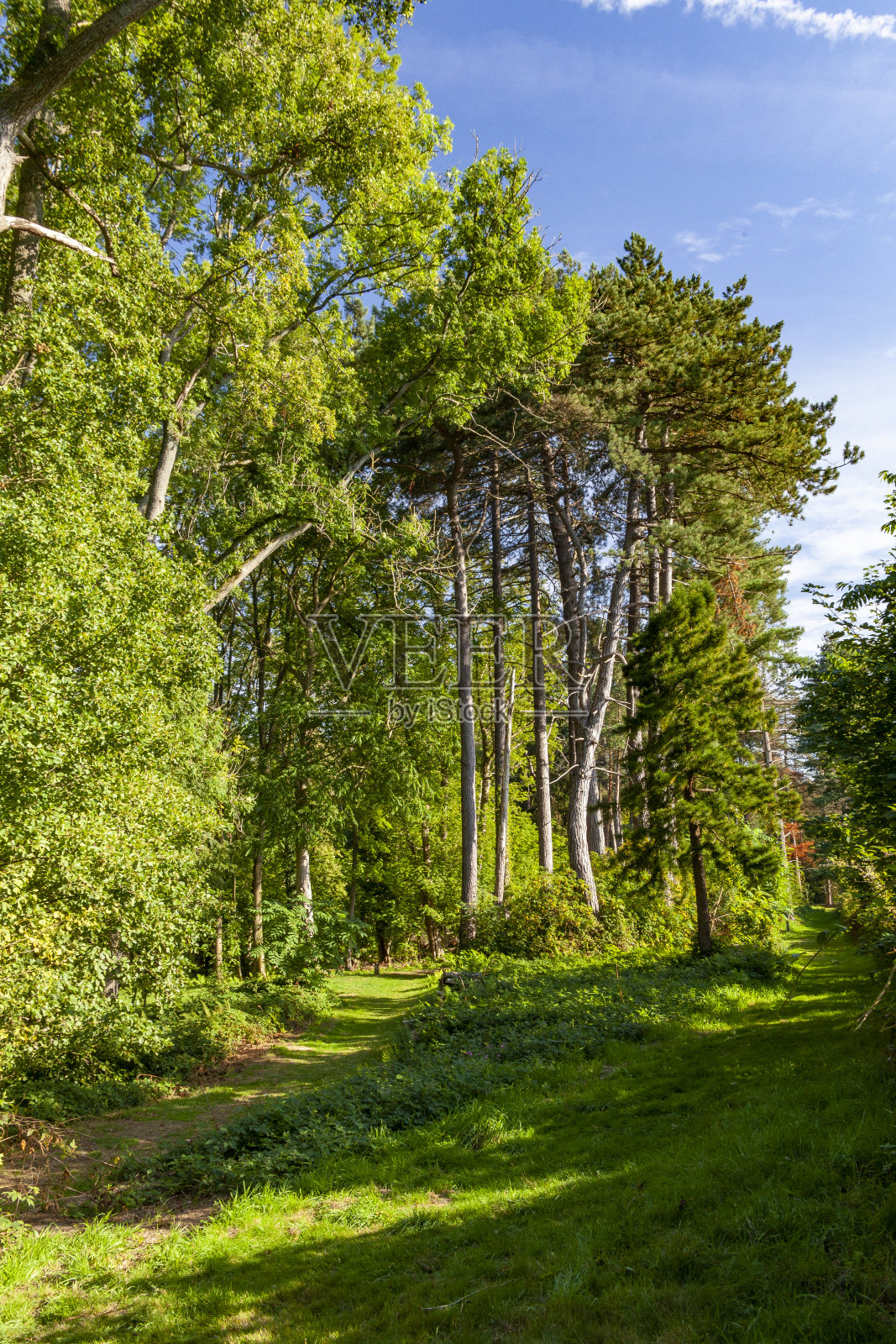 布鲁塞尔附近索瓦涅森林中有落叶山毛榉树的小林间空地照片摄影图片