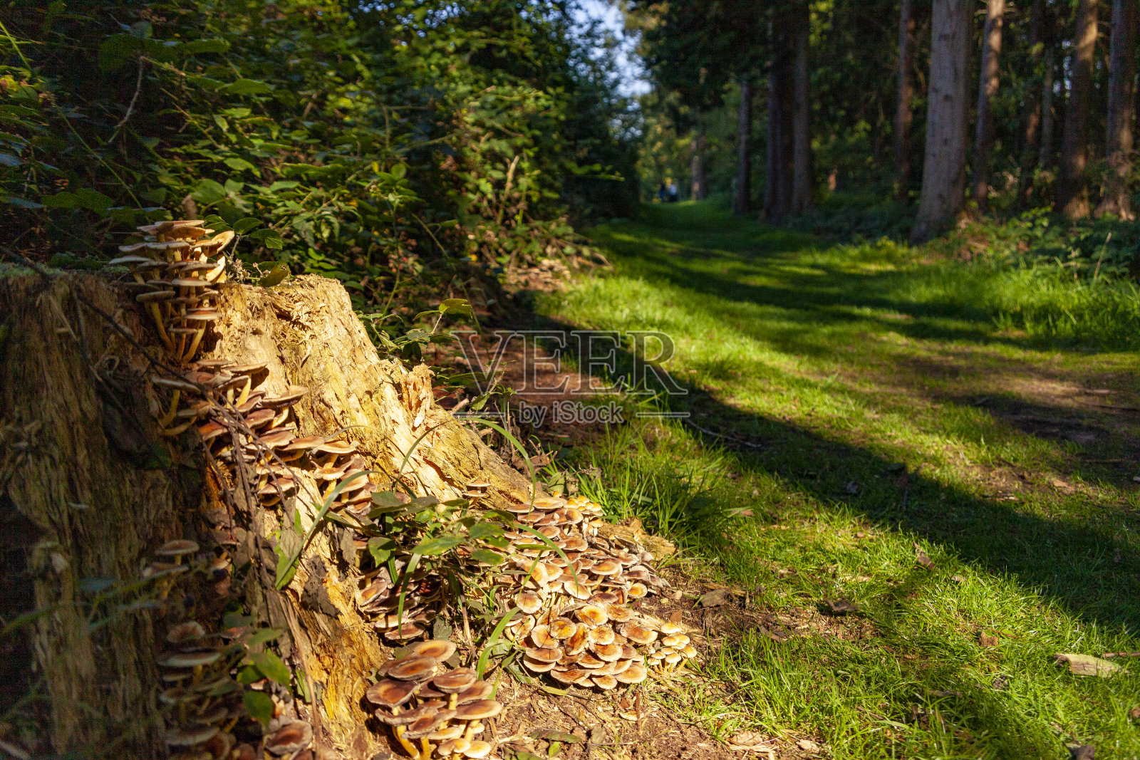 布鲁塞尔附近索瓦涅森林的一个树桩上的一大簇平菇照片摄影图片