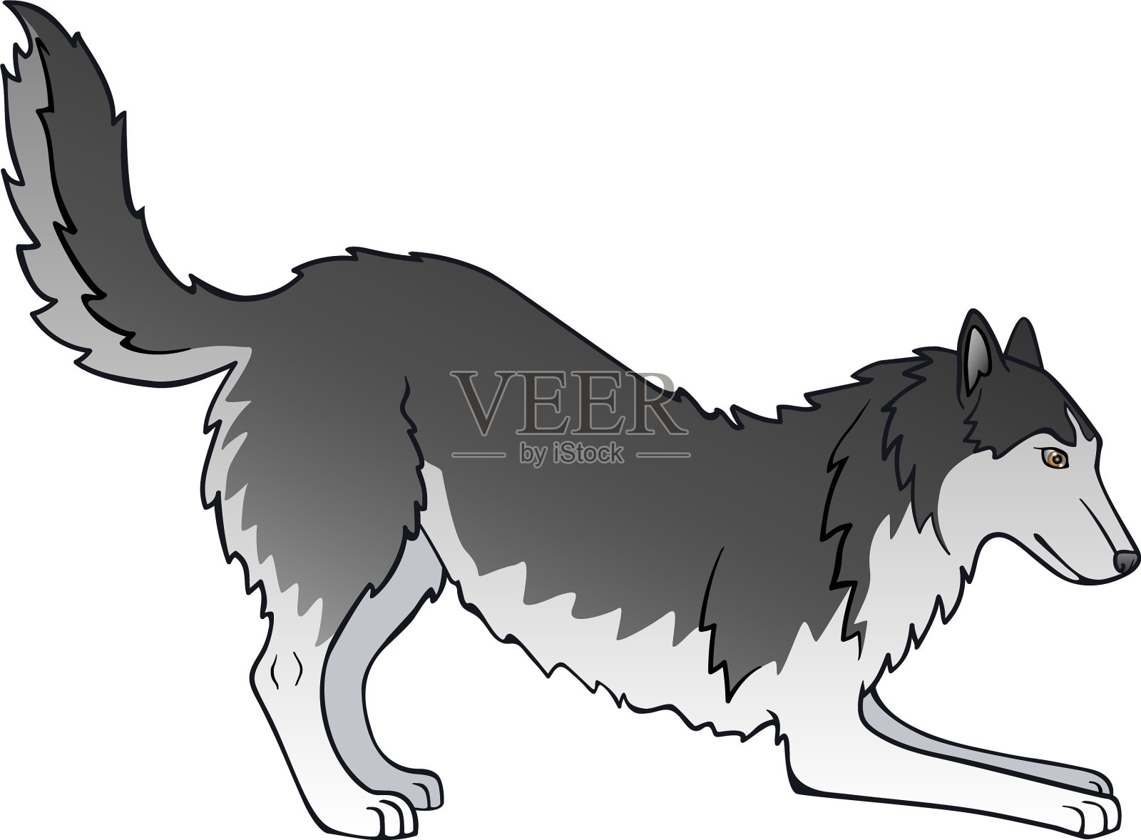 哈士奇或爱斯基摩狗年轻顽皮的黑色和whi插画图片素材