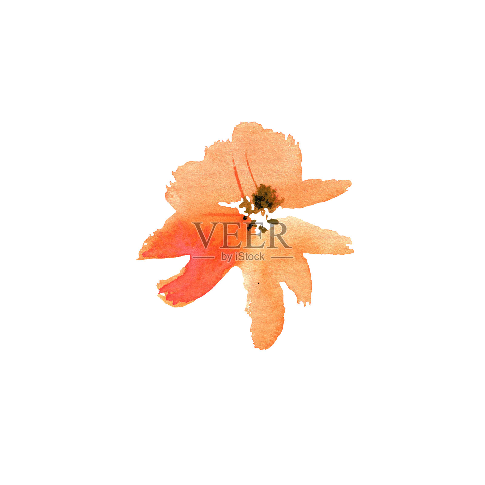 水彩手绘橙花。插画图片素材