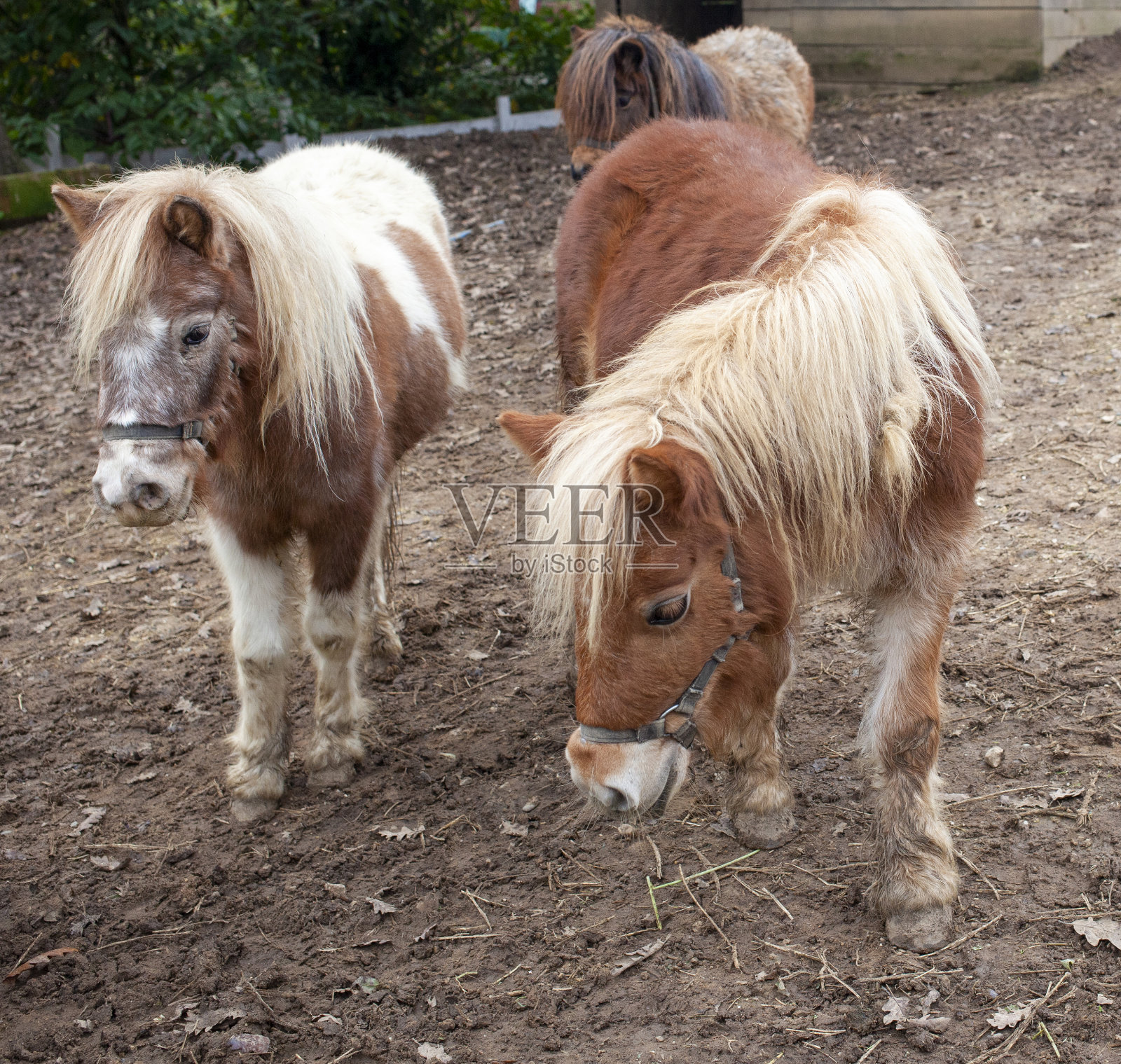 小马的照片照片摄影图片