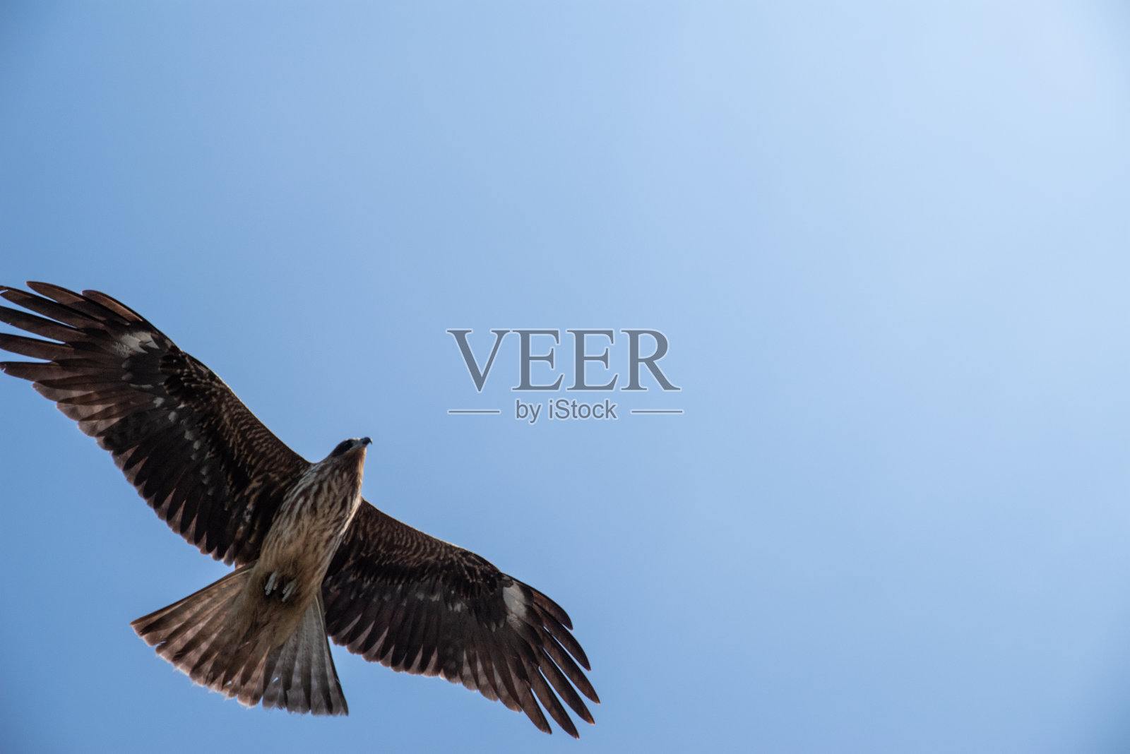 一只优雅地飞翔的黑风筝照片摄影图片