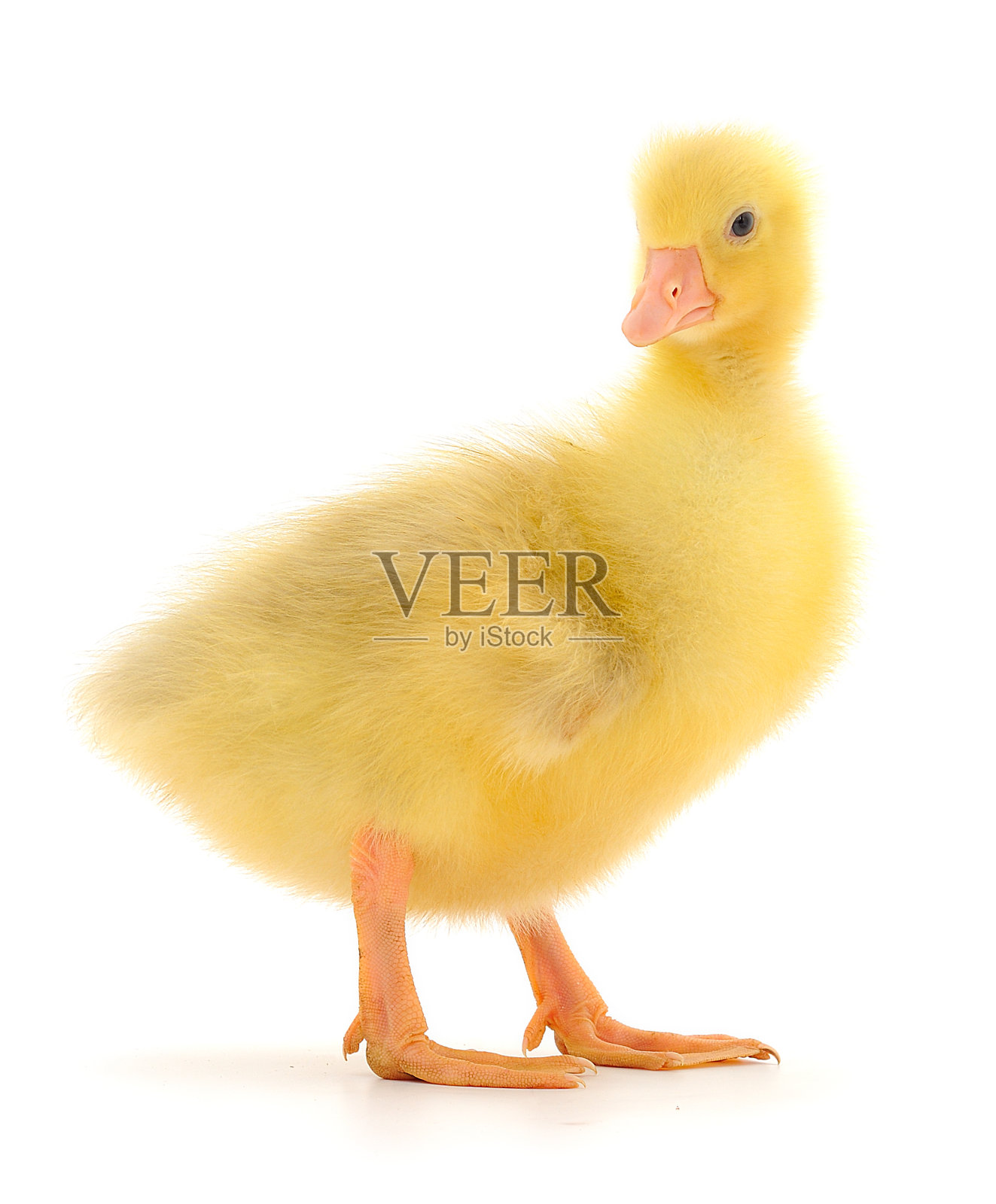 一个小高斯林。照片摄影图片