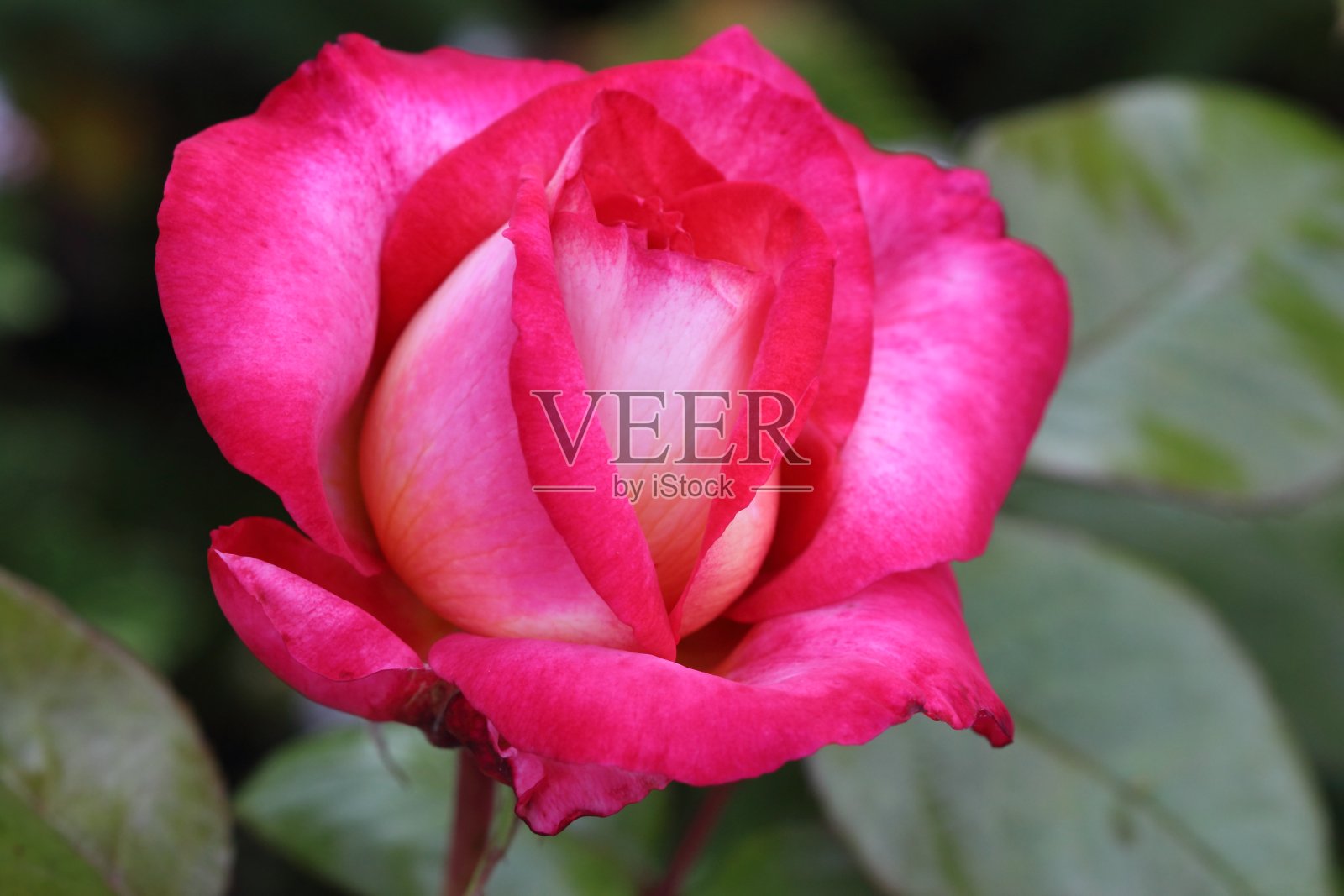 温柔的双色玫瑰品种Leo Ferre接近。照片摄影图片