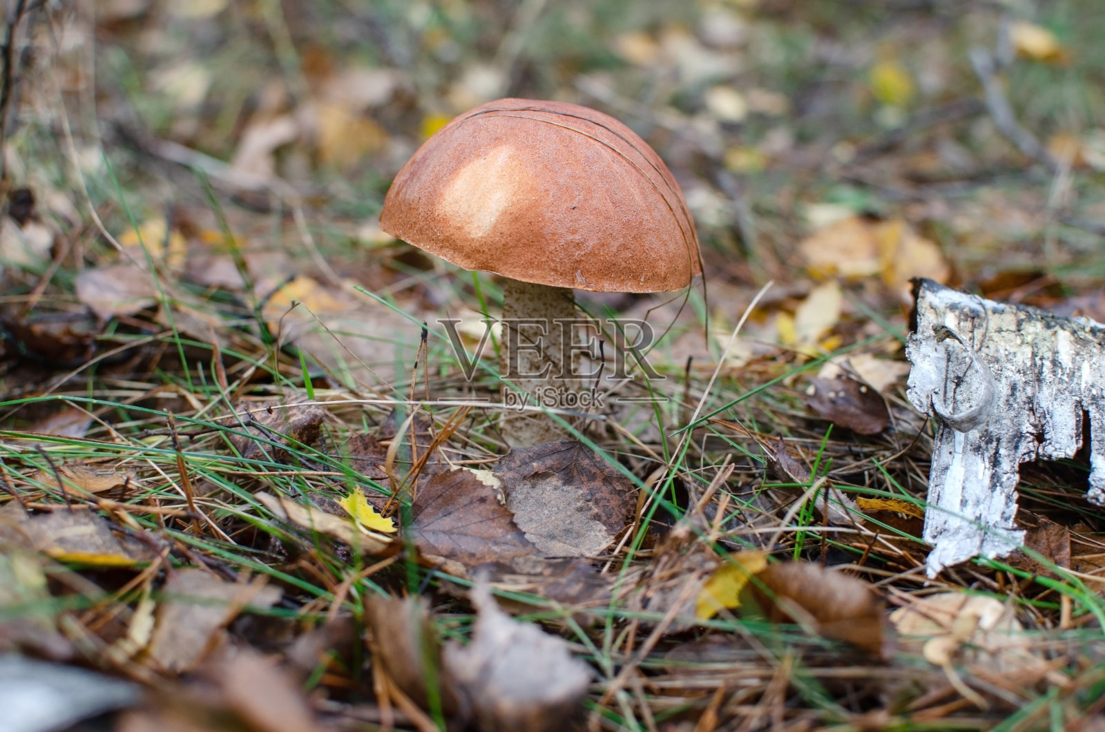 可食用的牛肝菌，有红帽子和红腿，在温暖的日子生长在森林里照片摄影图片