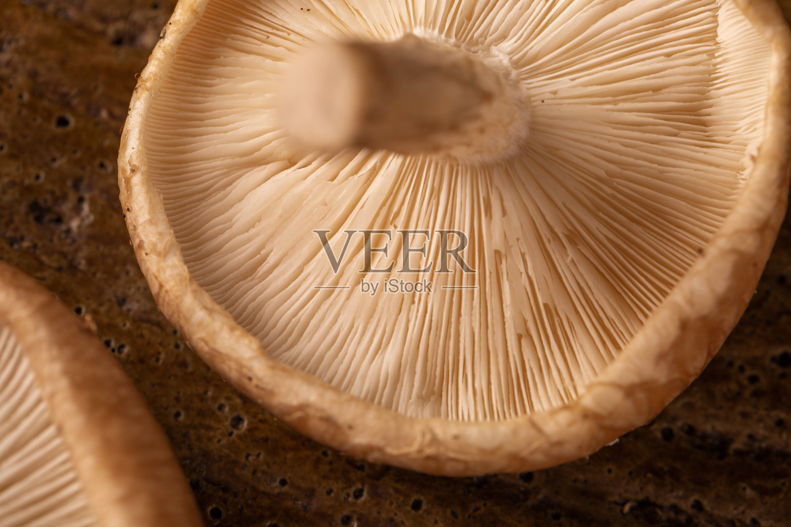 木本香菇照片摄影图片