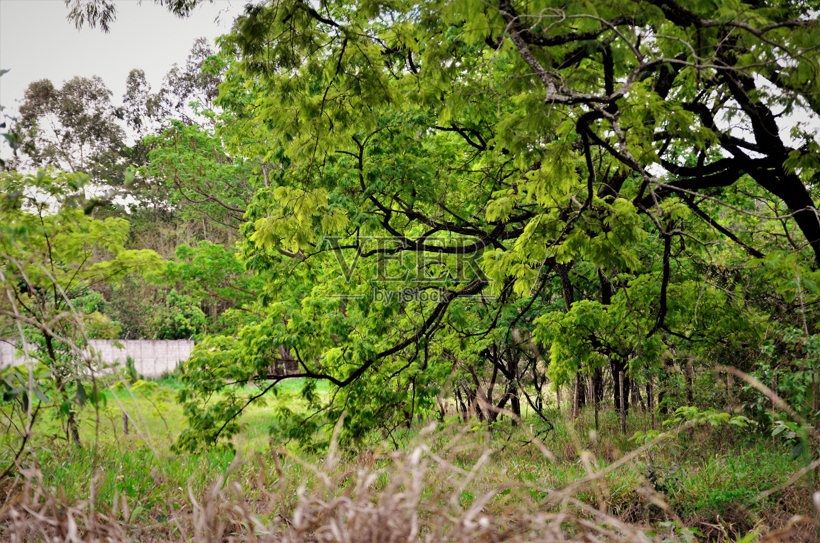 这是一种美丽的黑色大果蜀葵的叶子照片摄影图片