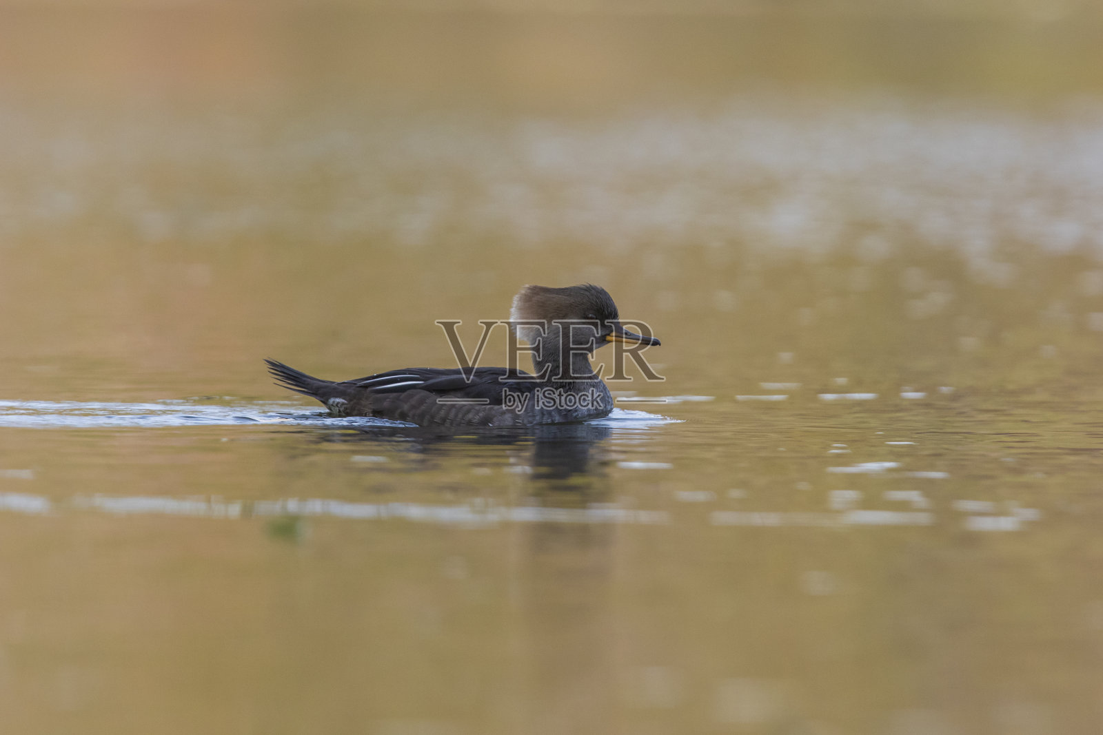 连帽秋沙鸭照片摄影图片